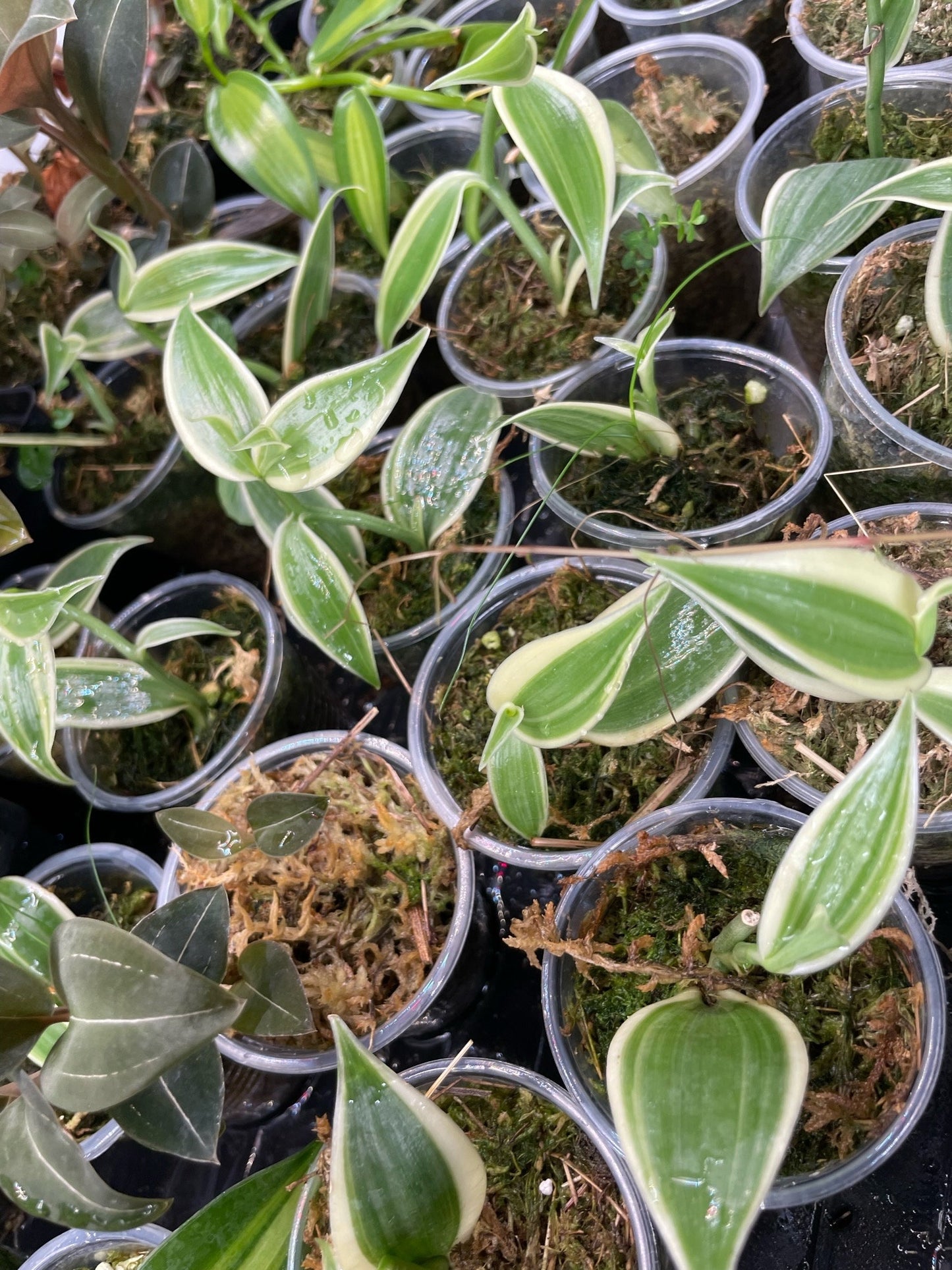 Variegated Vanilla Orchid Planifolia Variegata