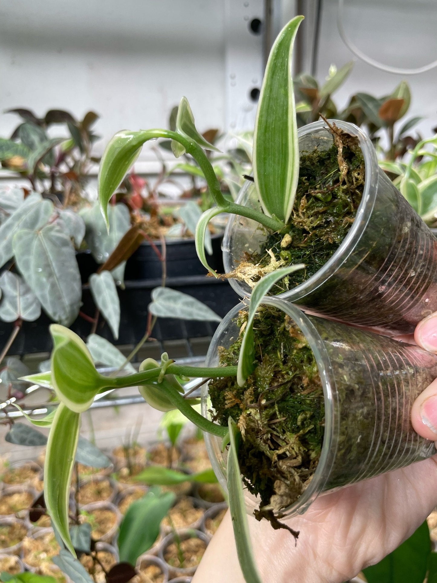 Variegated Vanilla Orchid Planifolia Variegata