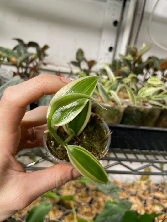 Variegated Vanilla Orchid Planifolia Variegata