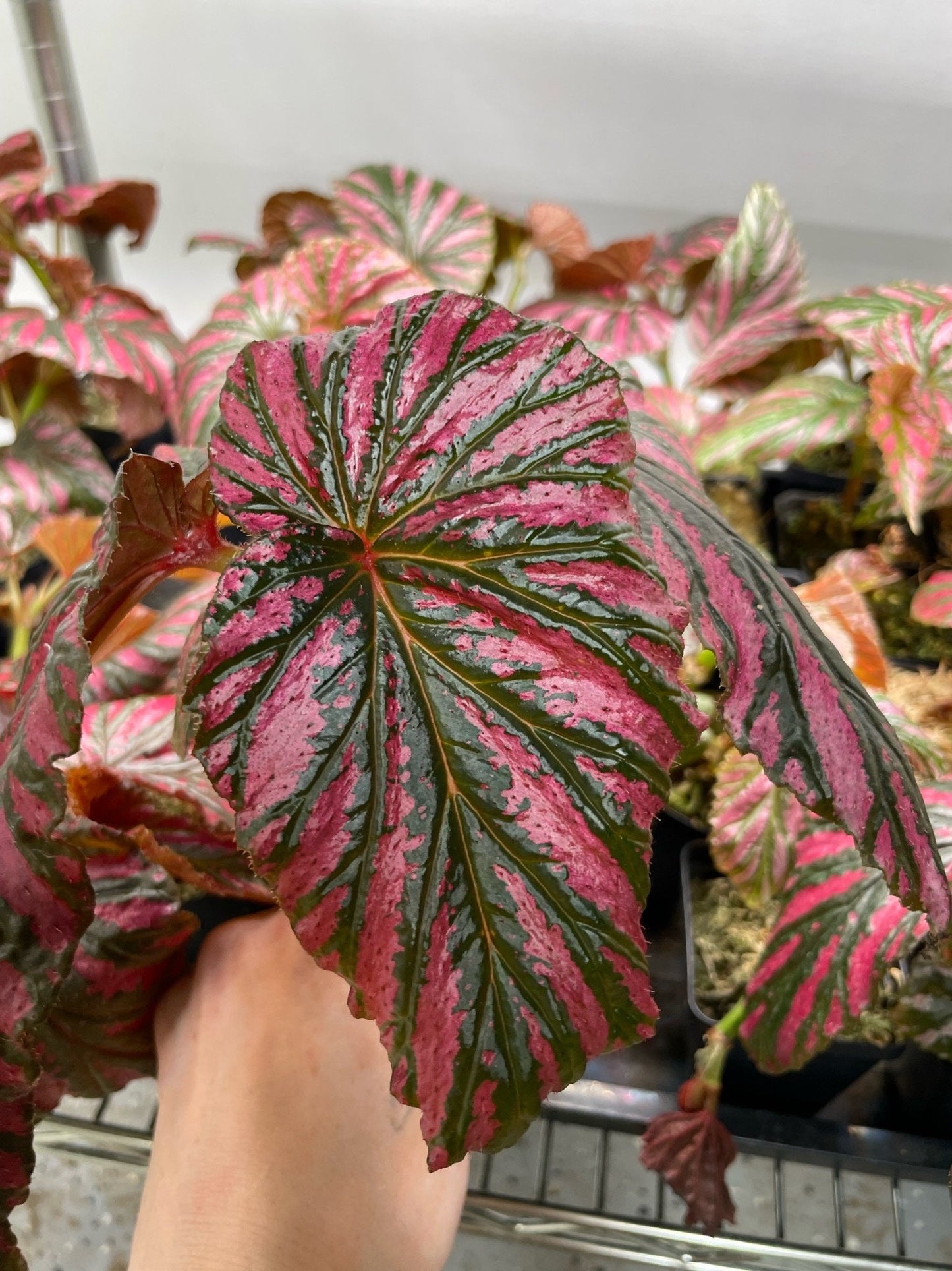 Begonia Brevirmosa