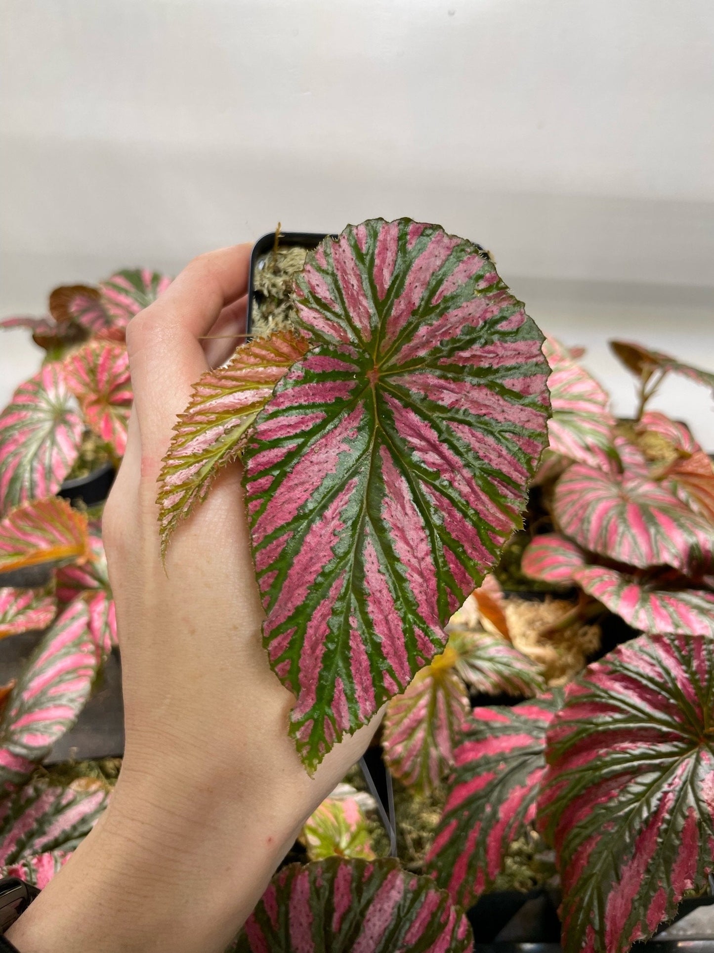 Begonia Brevirmosa