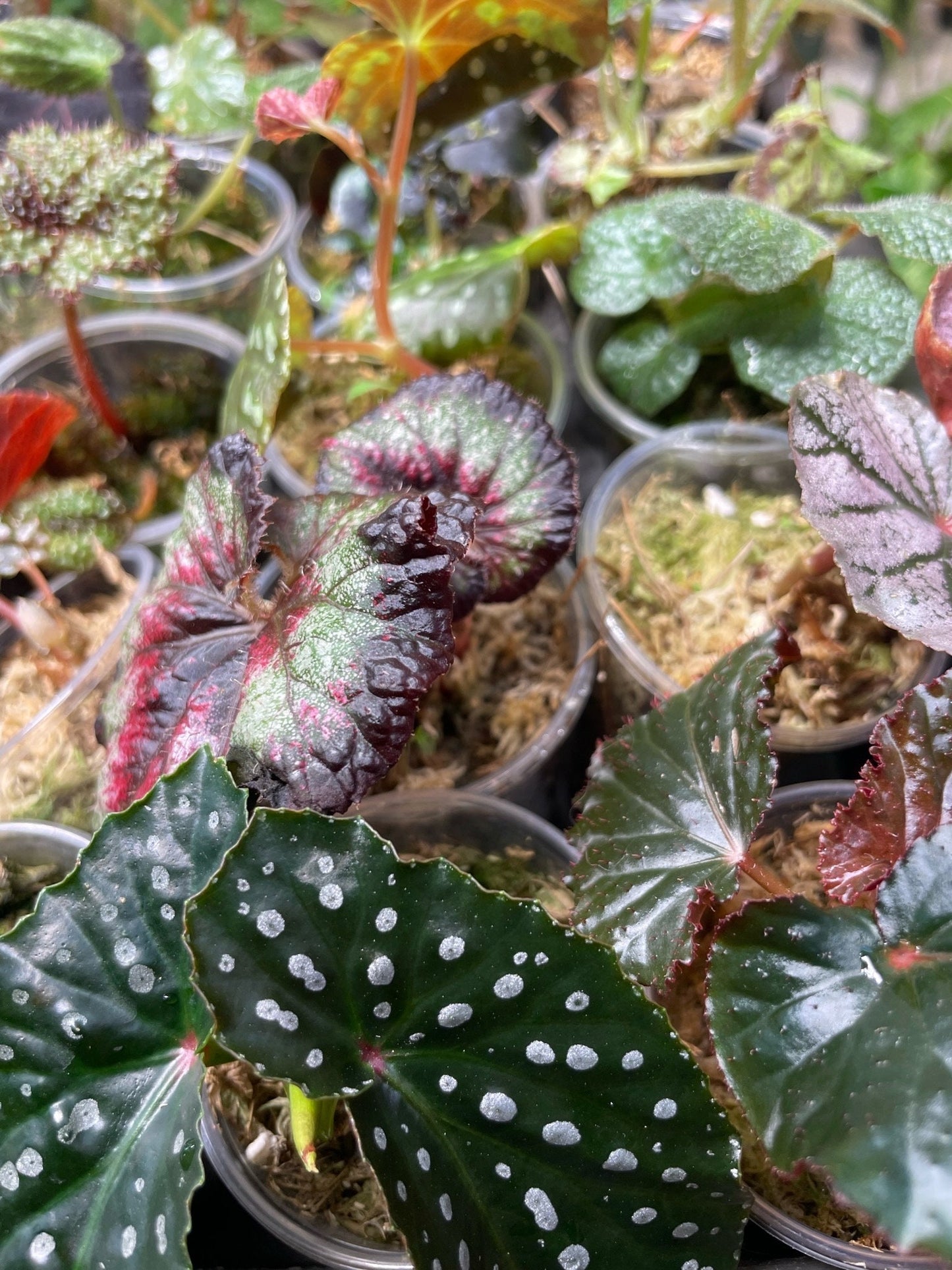 Begonia Babies Freshly Rooted Random Selection of Angel Wing, Rex, Cane-Like Begonias