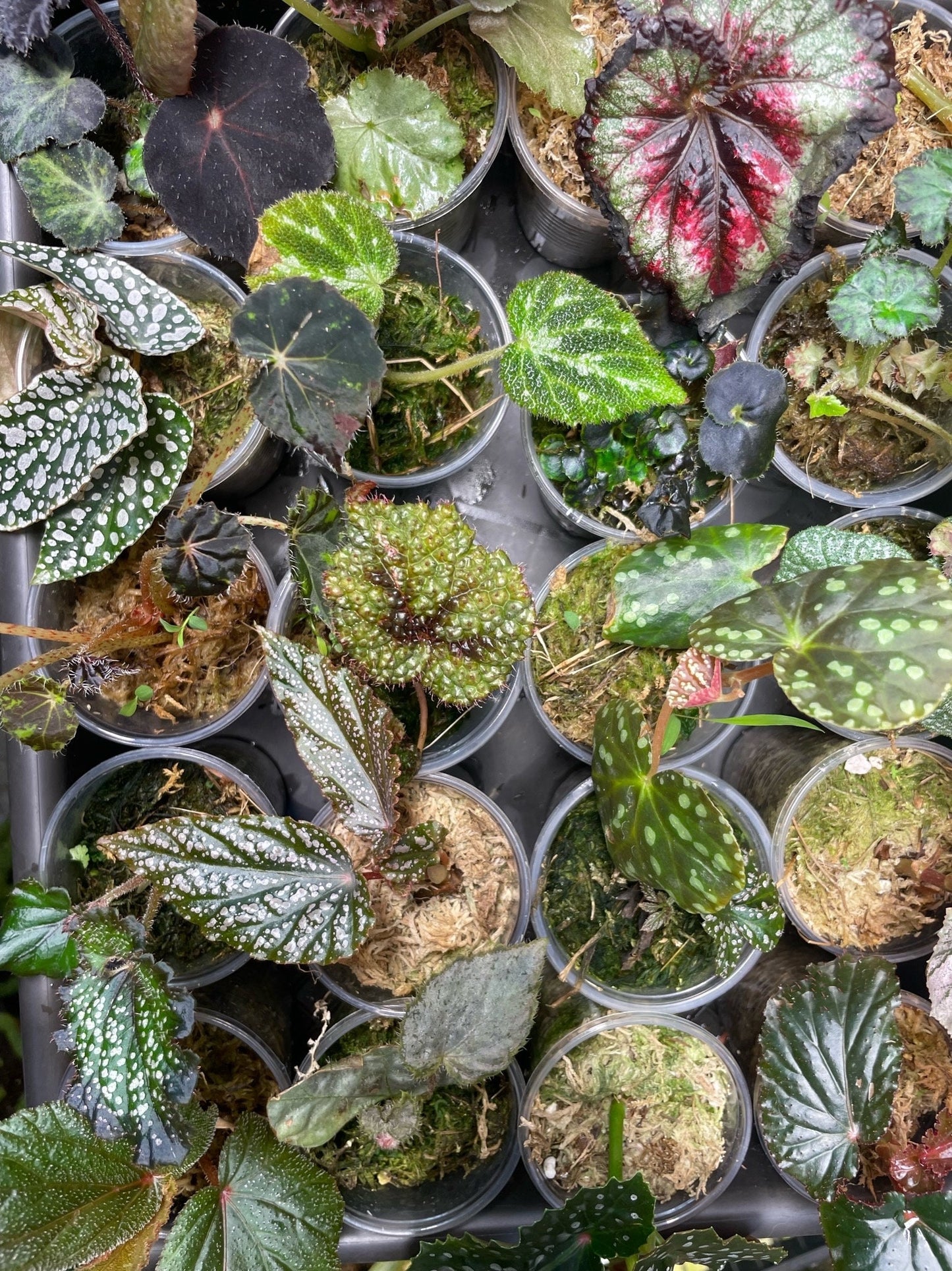 Begonia Babies Freshly Rooted Random Selection of Angel Wing, Rex, Cane-Like Begonias