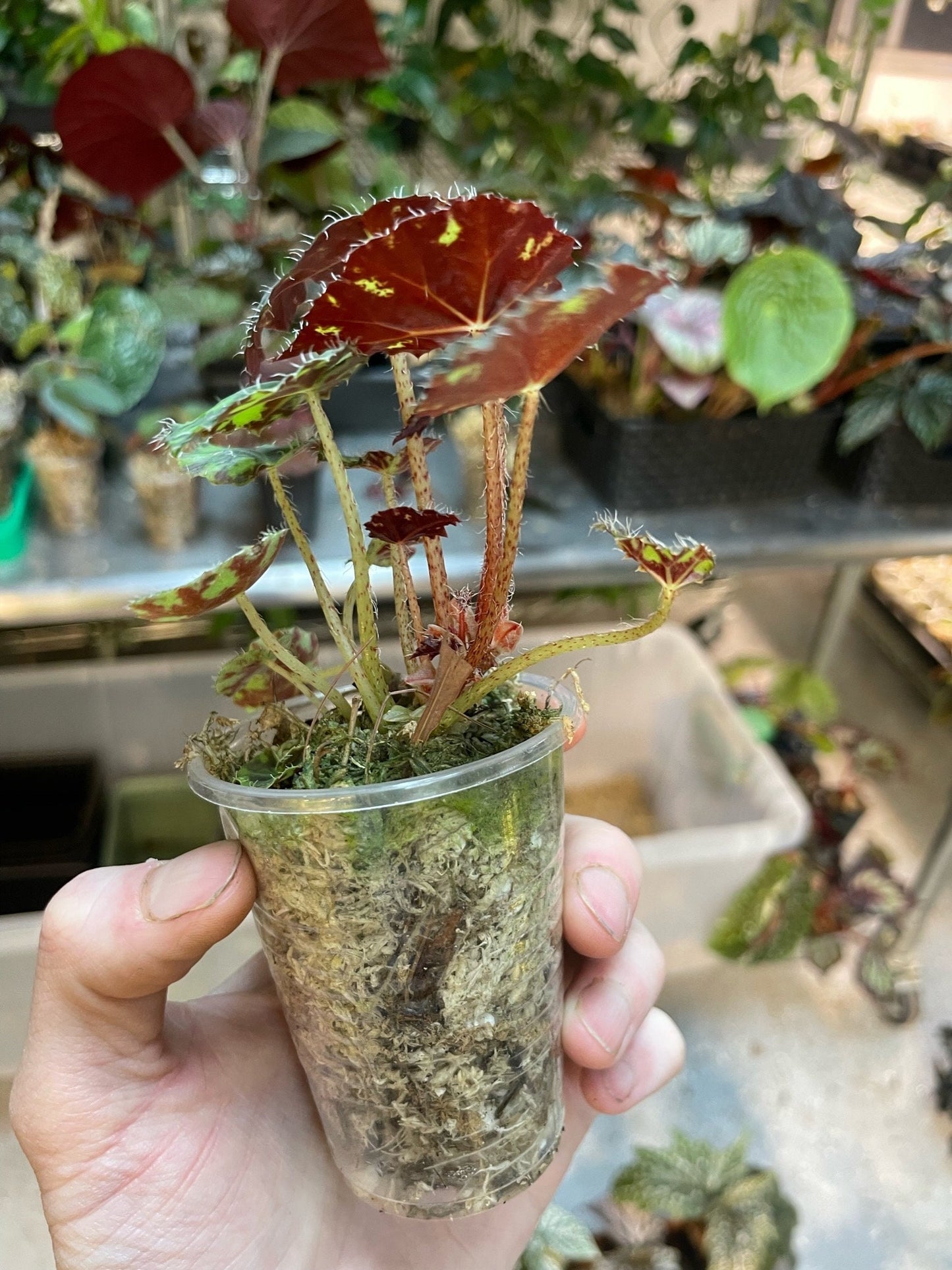 Begonia Babies Freshly Rooted Random Selection of Angel Wing, Rex, Cane-Like Begonias