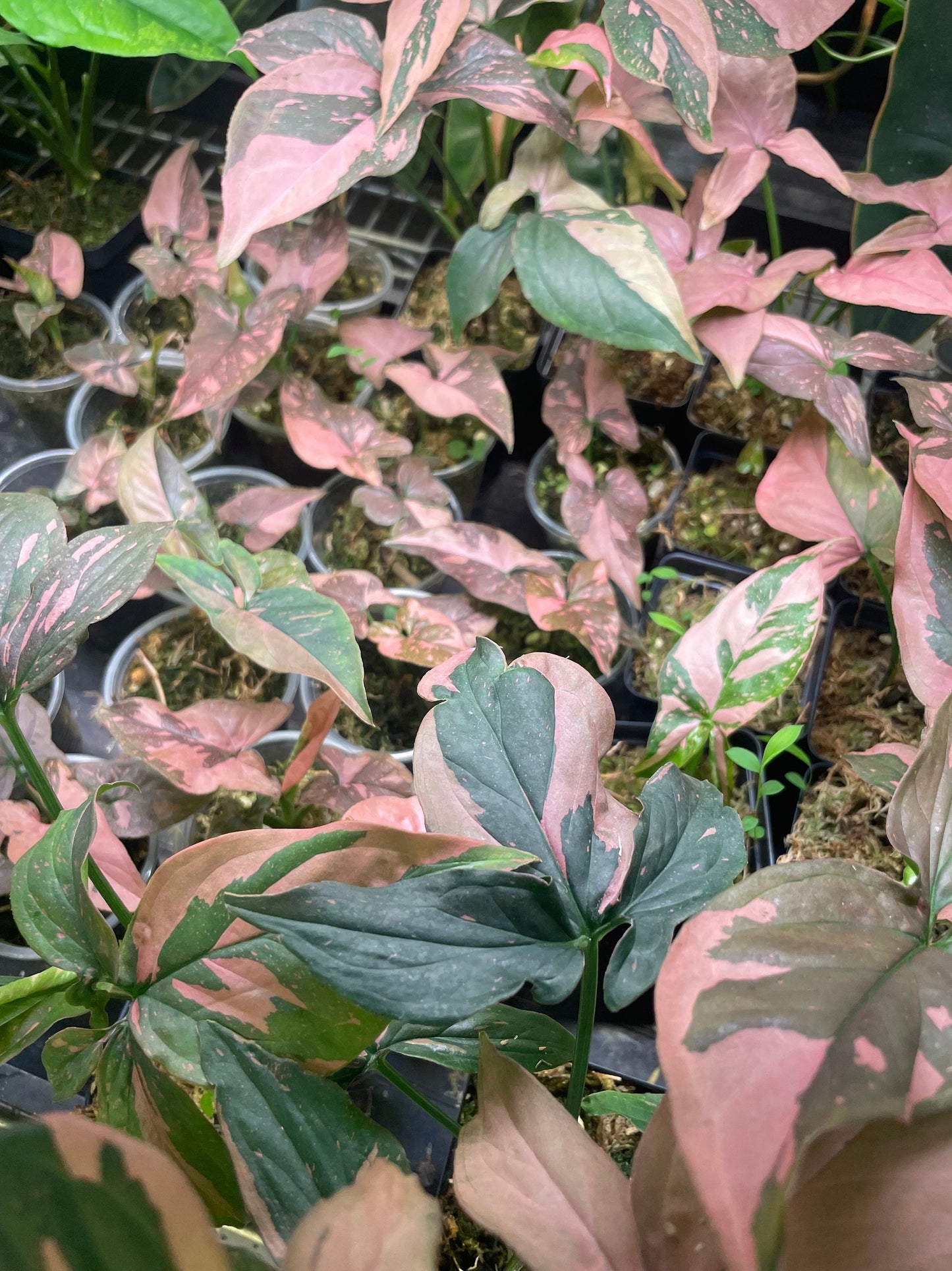 Pink House Plant Bundle