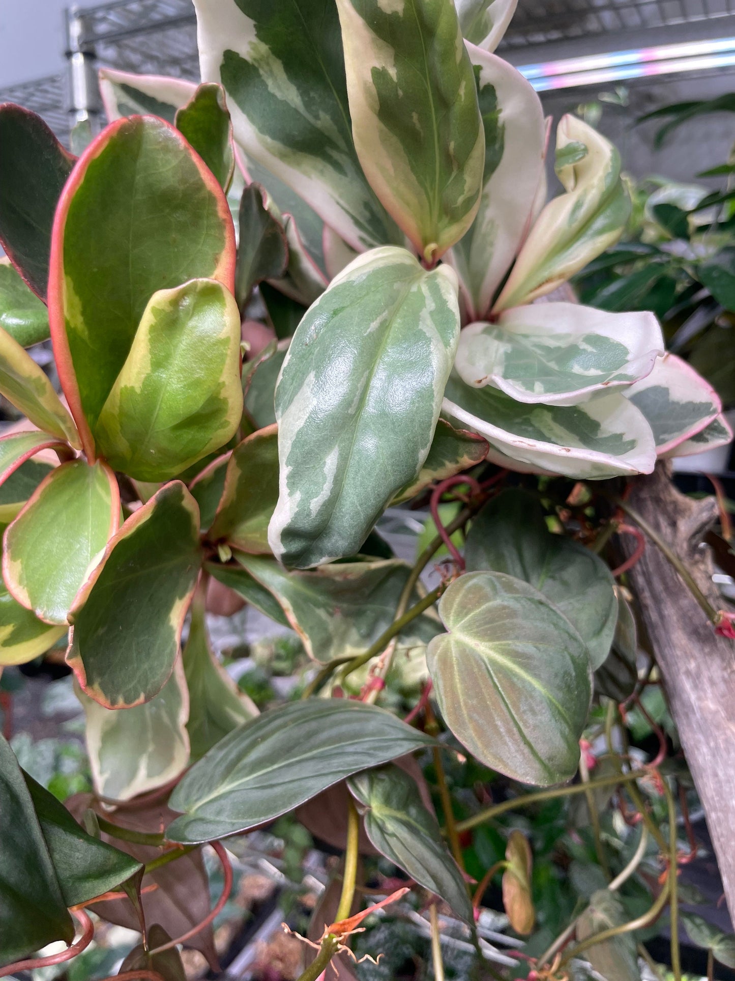 Pink House Plant Bundle