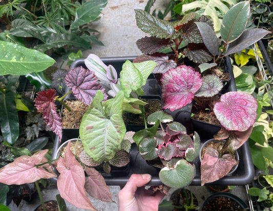 Pink House Plant Bundle