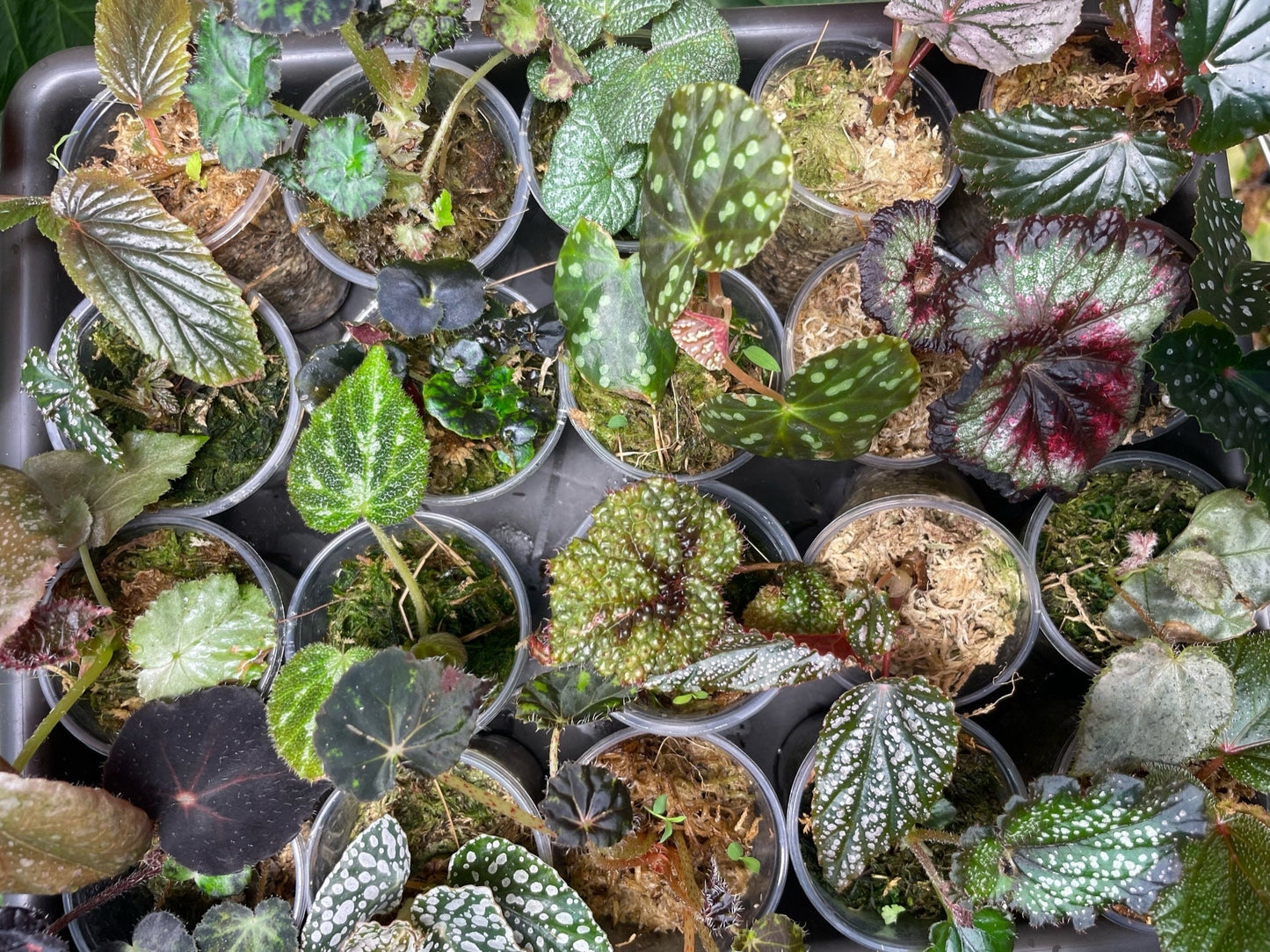 Begonia Babies Freshly Rooted Random Selection of Angel Wing, Rex, Cane-Like Begonias