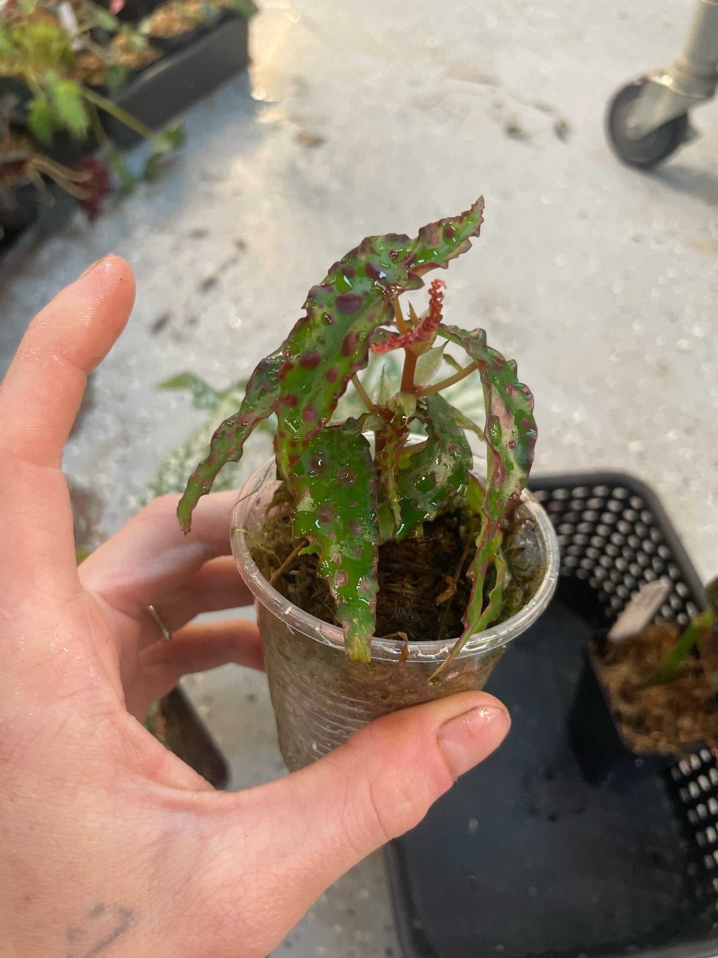 Begonia Babies Freshly Rooted Random Selection of Angel Wing, Rex, Cane-Like Begonias