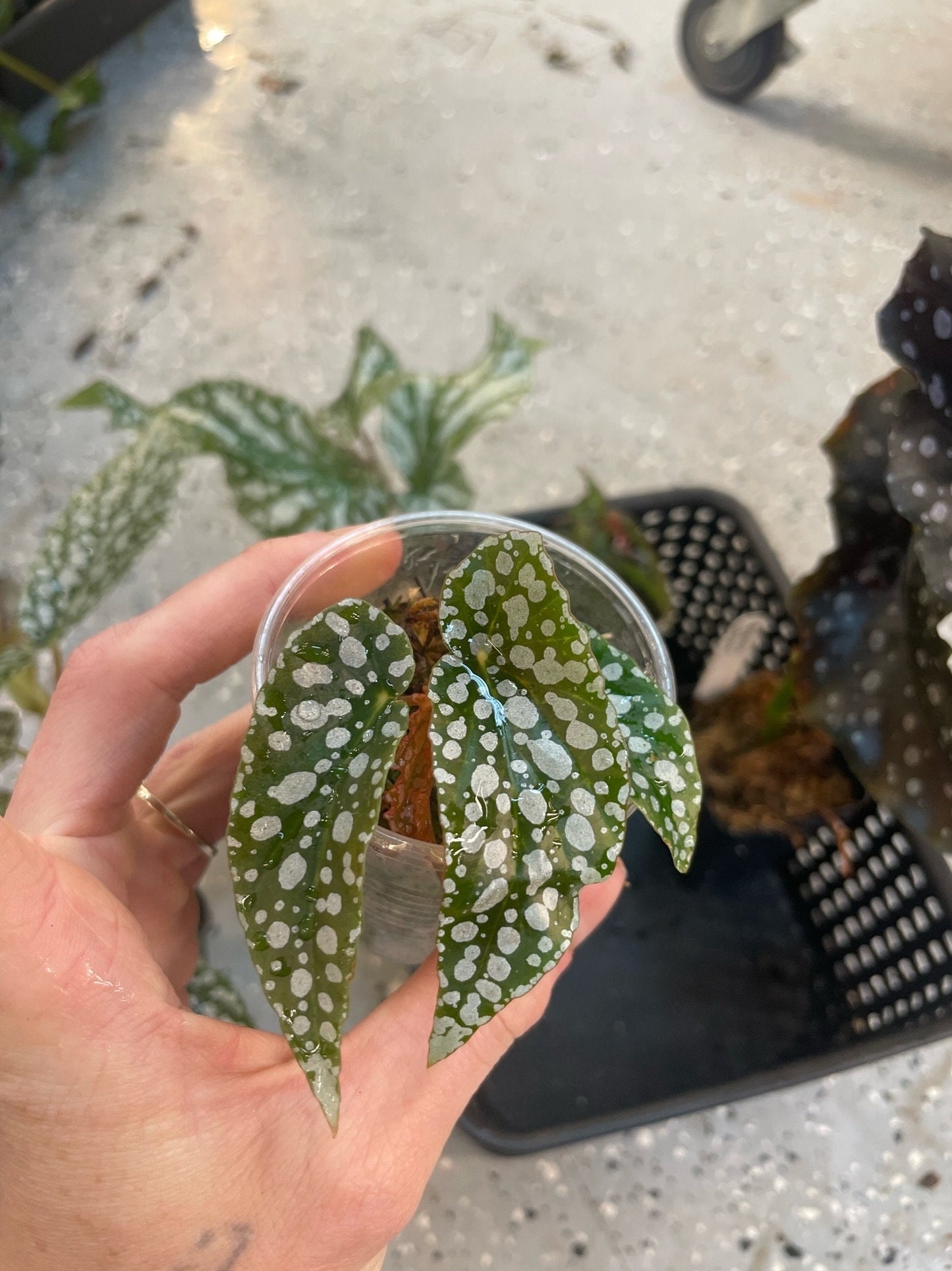 Begonia Babies Freshly Rooted Random Selection of Angel Wing, Rex, Cane-Like Begonias