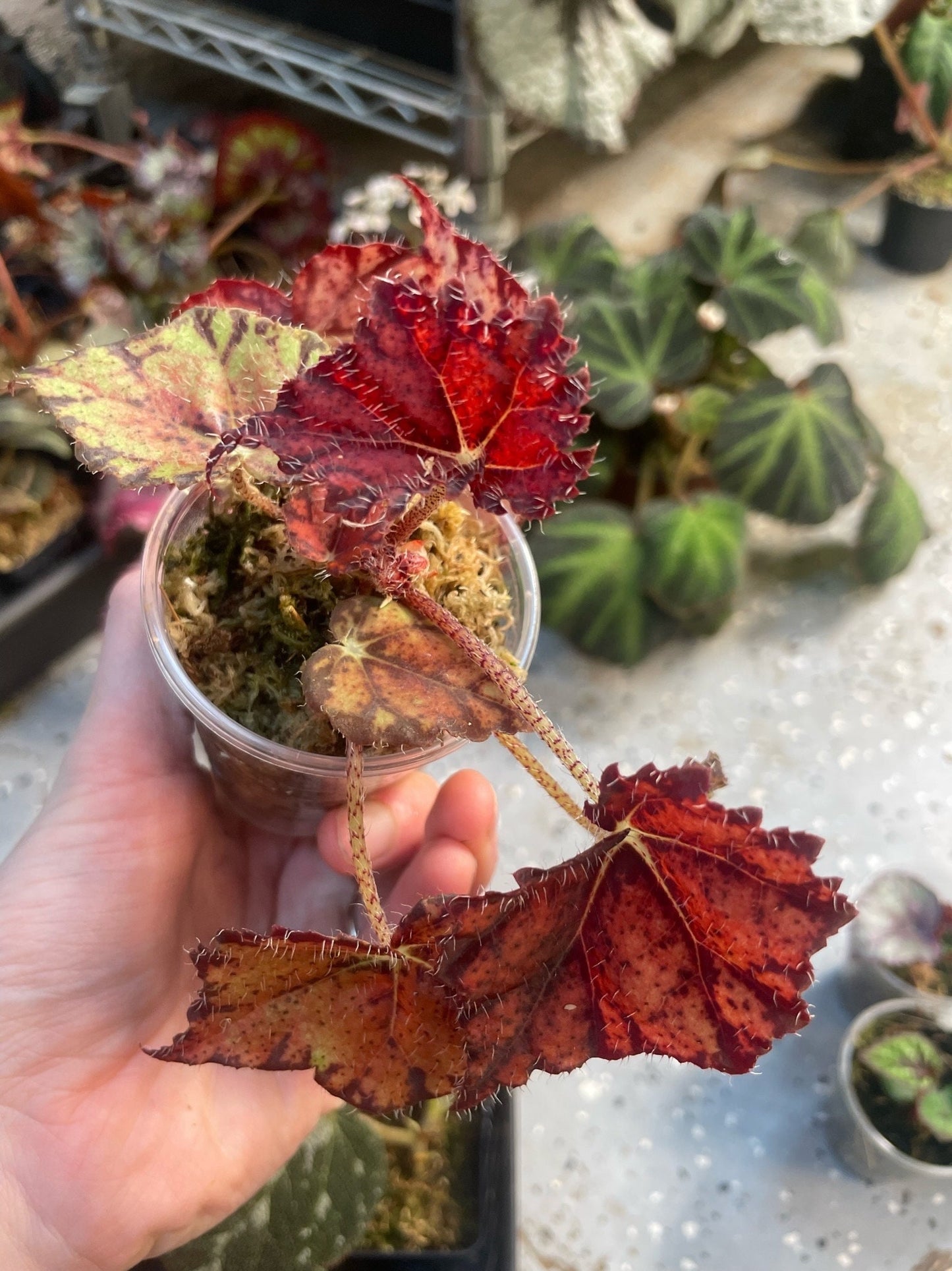 Begonia Babies Freshly Rooted Random Selection of Angel Wing, Rex, Cane-Like Begonias
