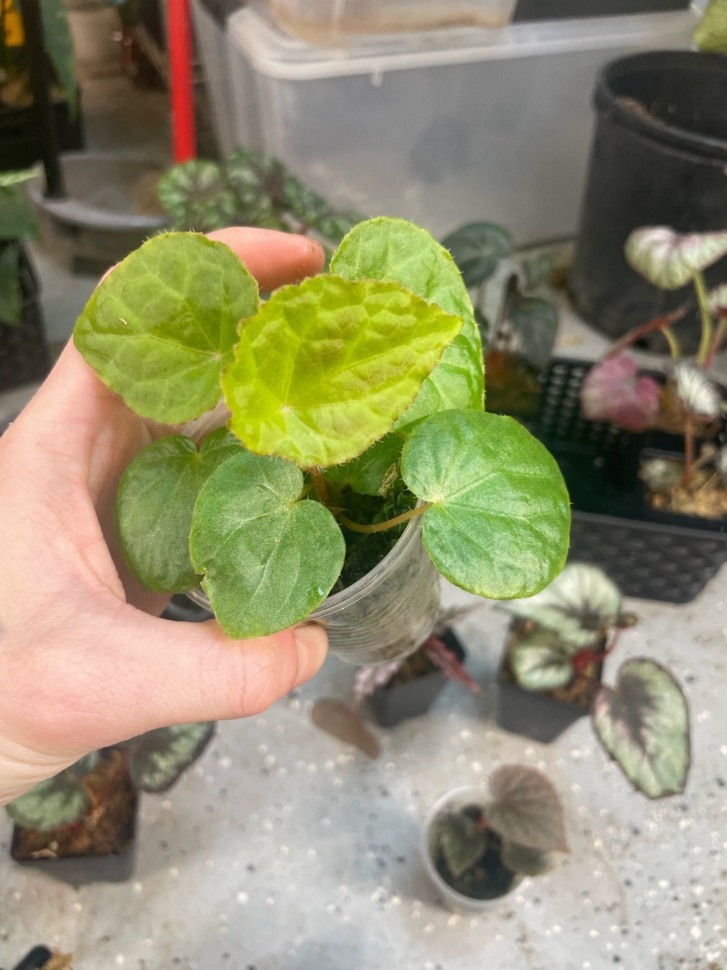 Begonia Babies Freshly Rooted Random Selection of Angel Wing, Rex, Cane-Like Begonias