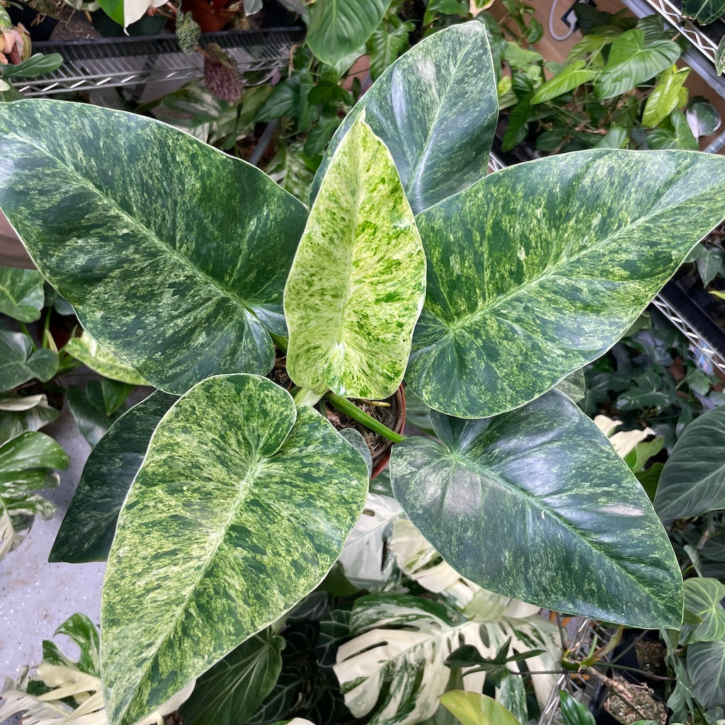 Philodendron