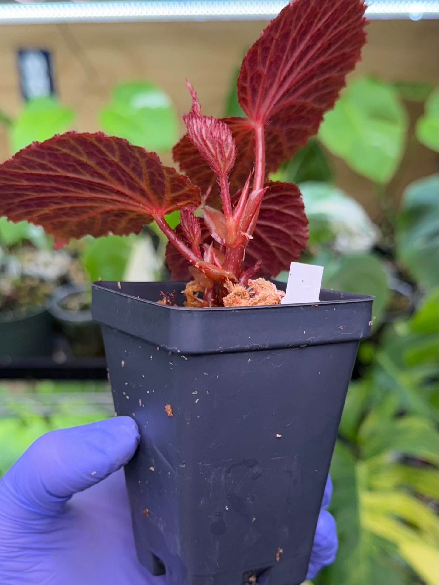 Begonia Chlorosticta x Chloroneura