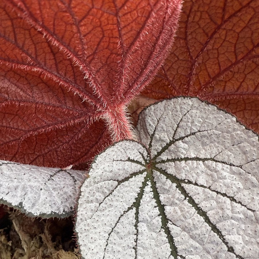 Begonia Rice Paper