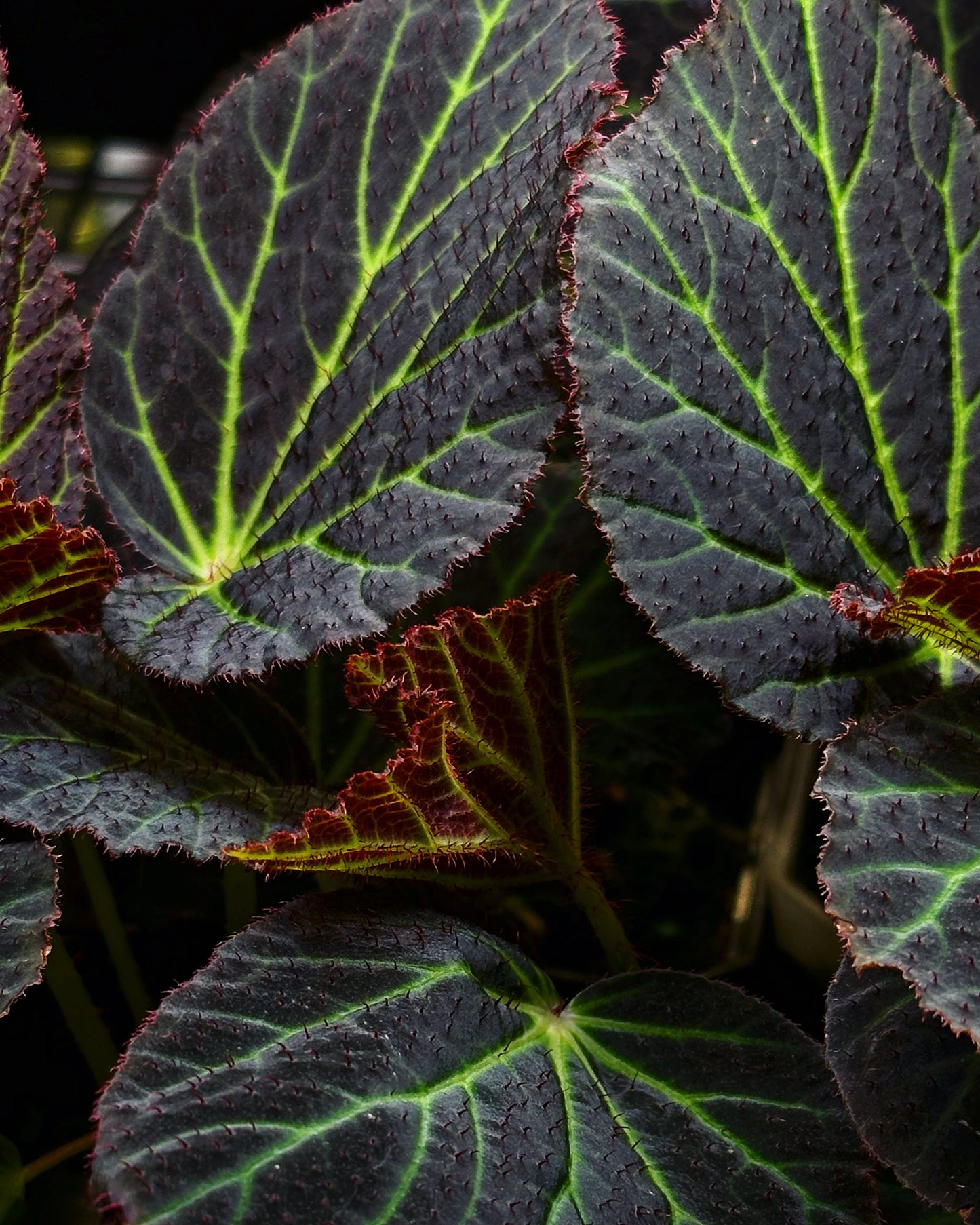Begonia Chloroneura