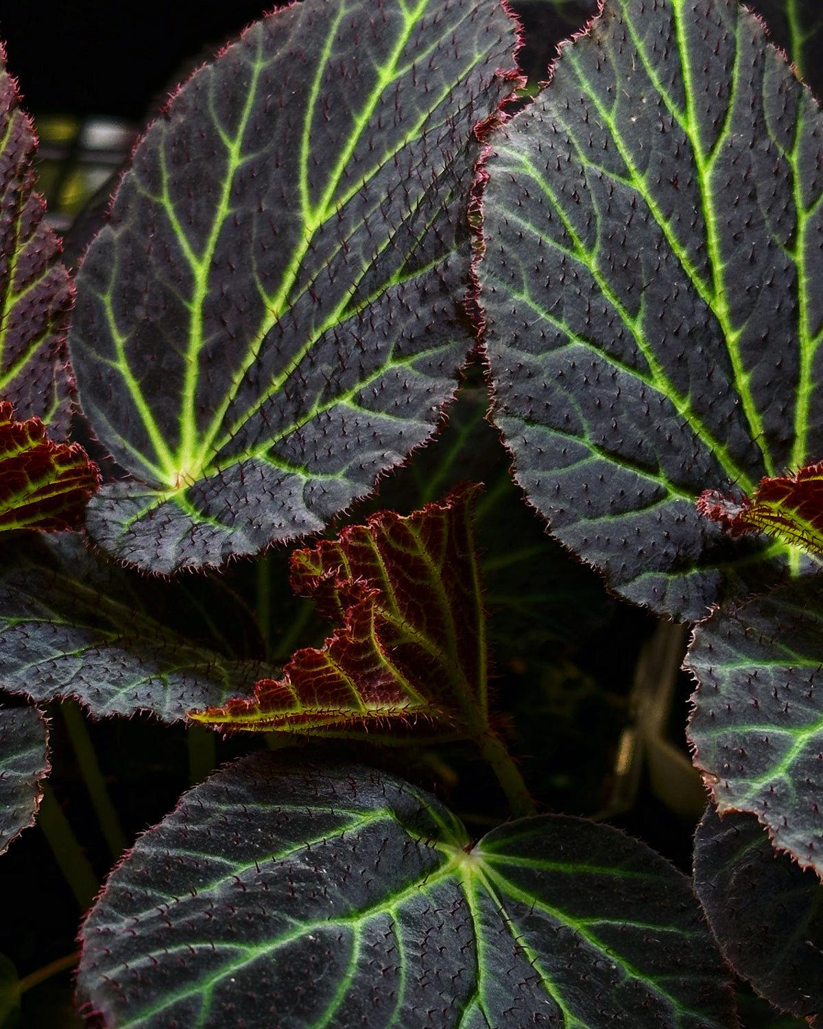 Begonia Chloroneura