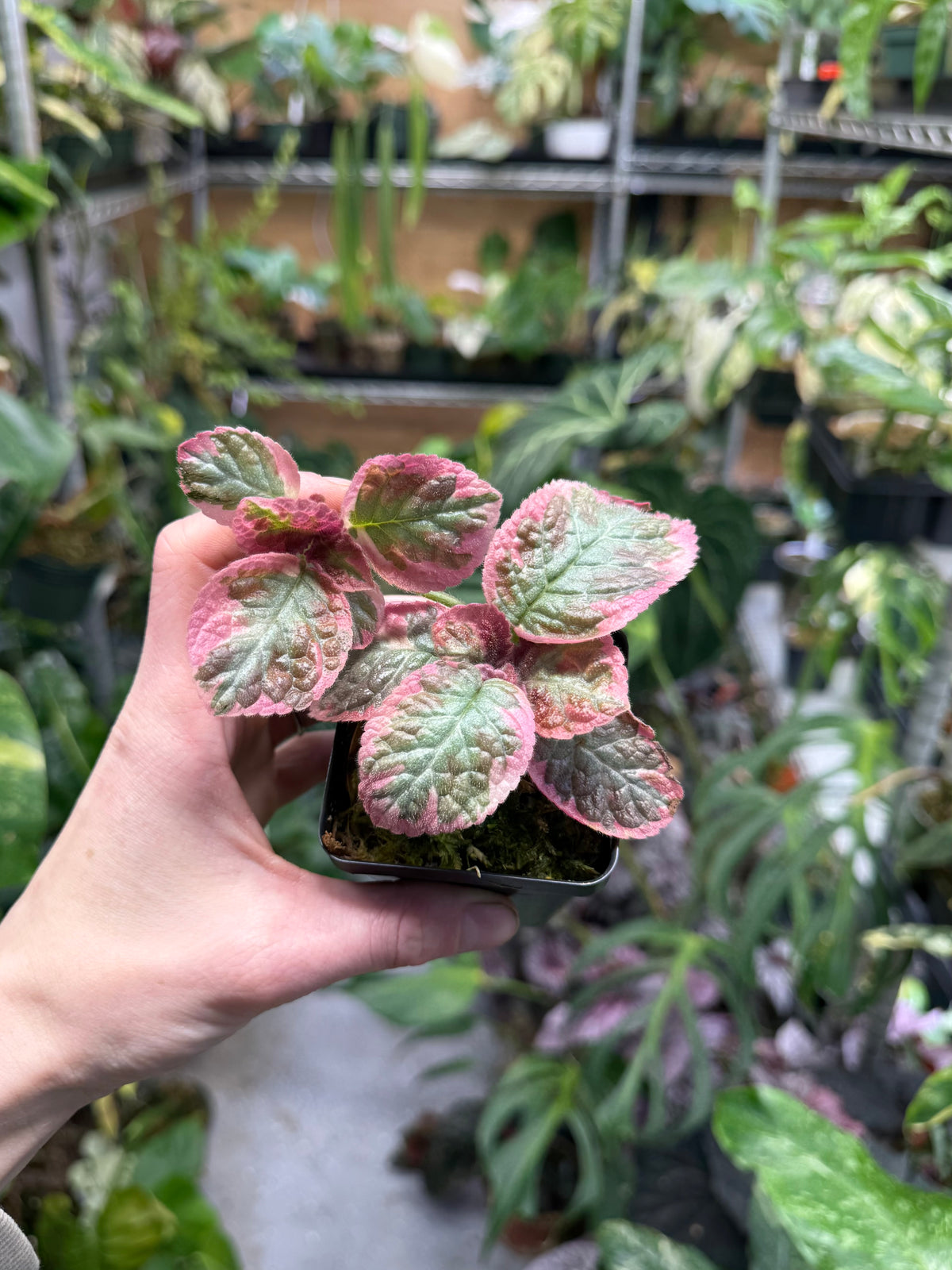 Episcia ‘Cleopatra’