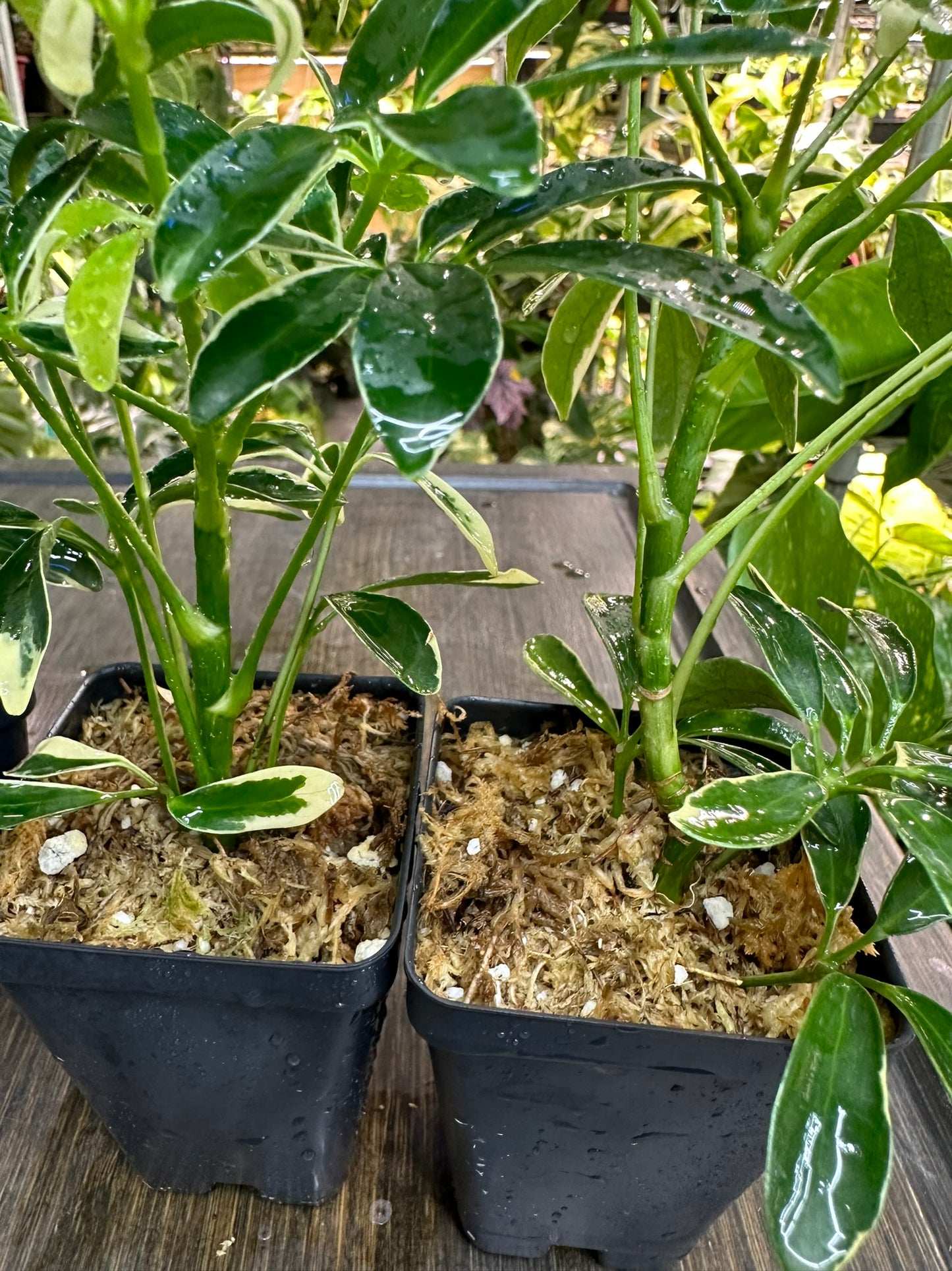 Schefflera Arboricola Variegata