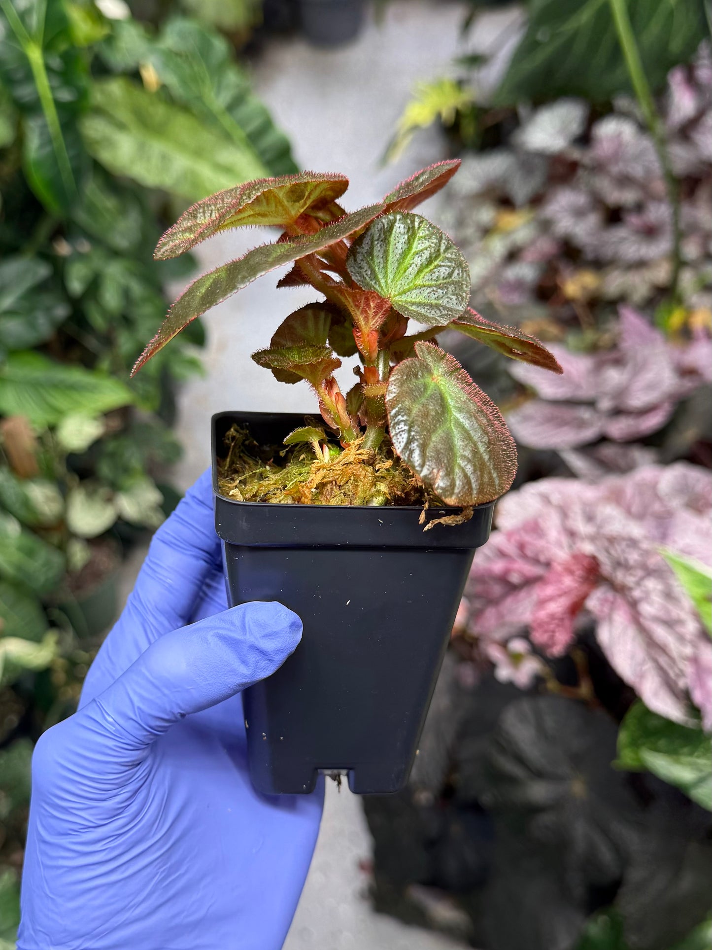 Begonia Manaus
