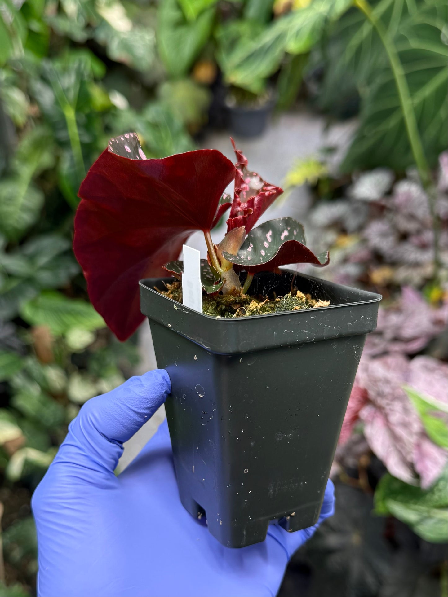 Begonia Cracklin Rosie
