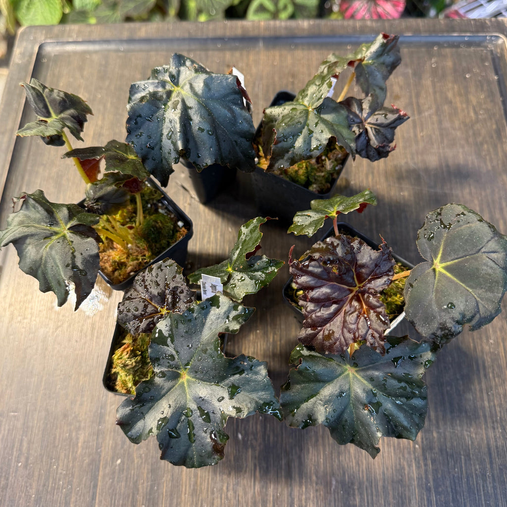 Potted plant with dark green leaves on a wooden surface