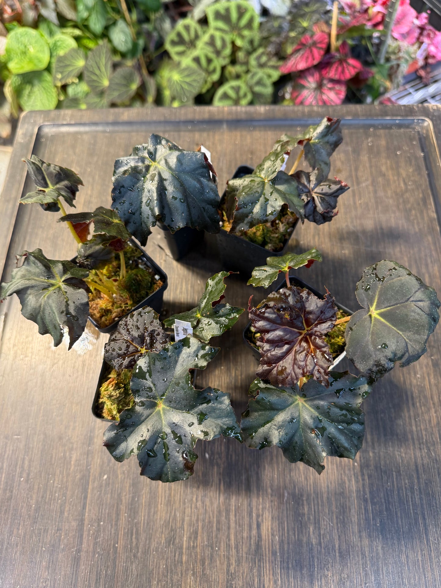 Potted plant with dark green leaves on a wooden surface