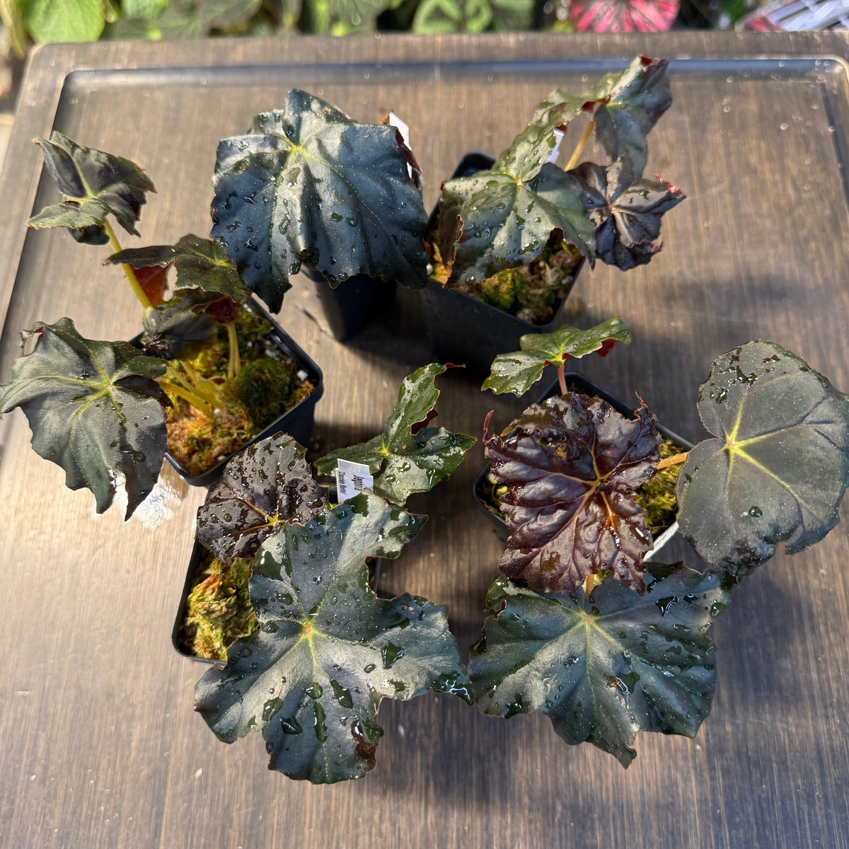 Potted plant with dark green leaves on a wooden surface