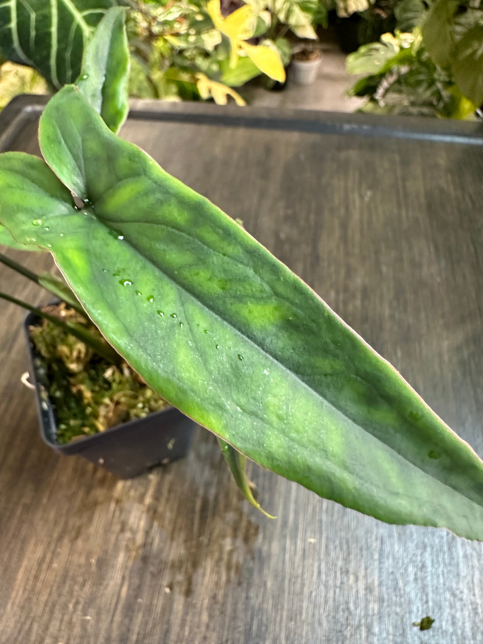 philodendron lance leaf Syngonium Lance Leaf – NurseryRx