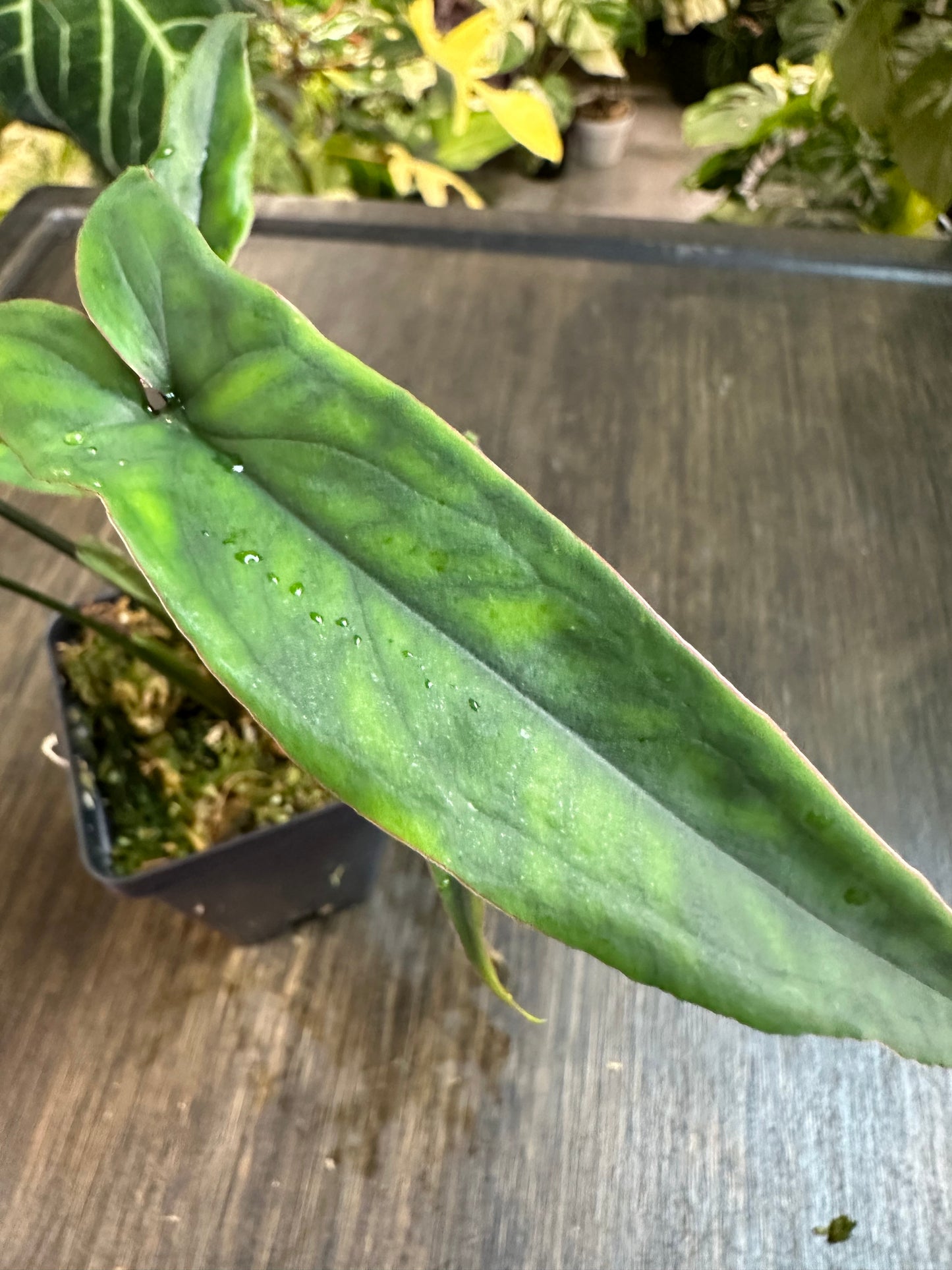 Syngonium Lance Leaf