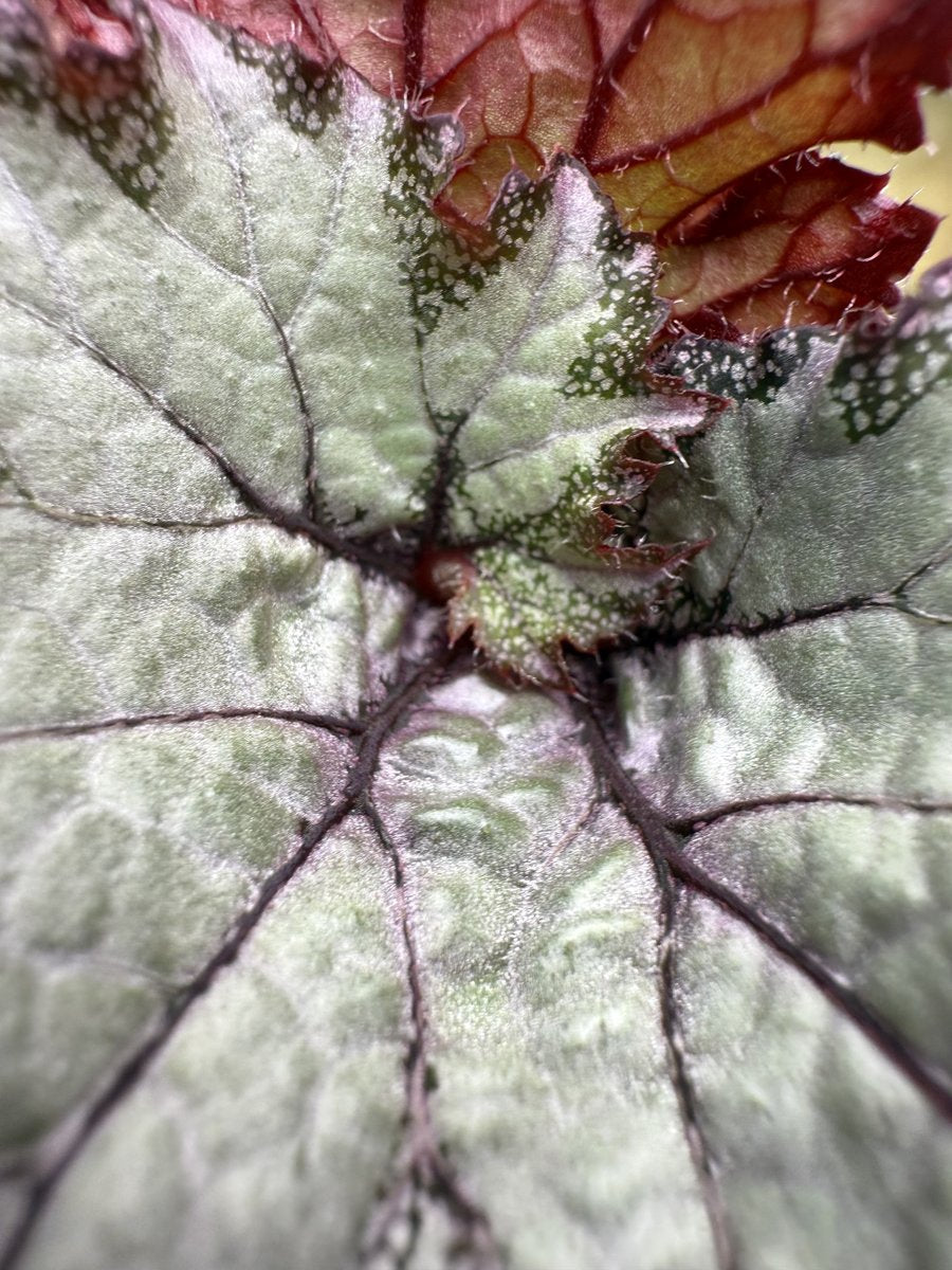 Begonia '50 Shades of Gray'