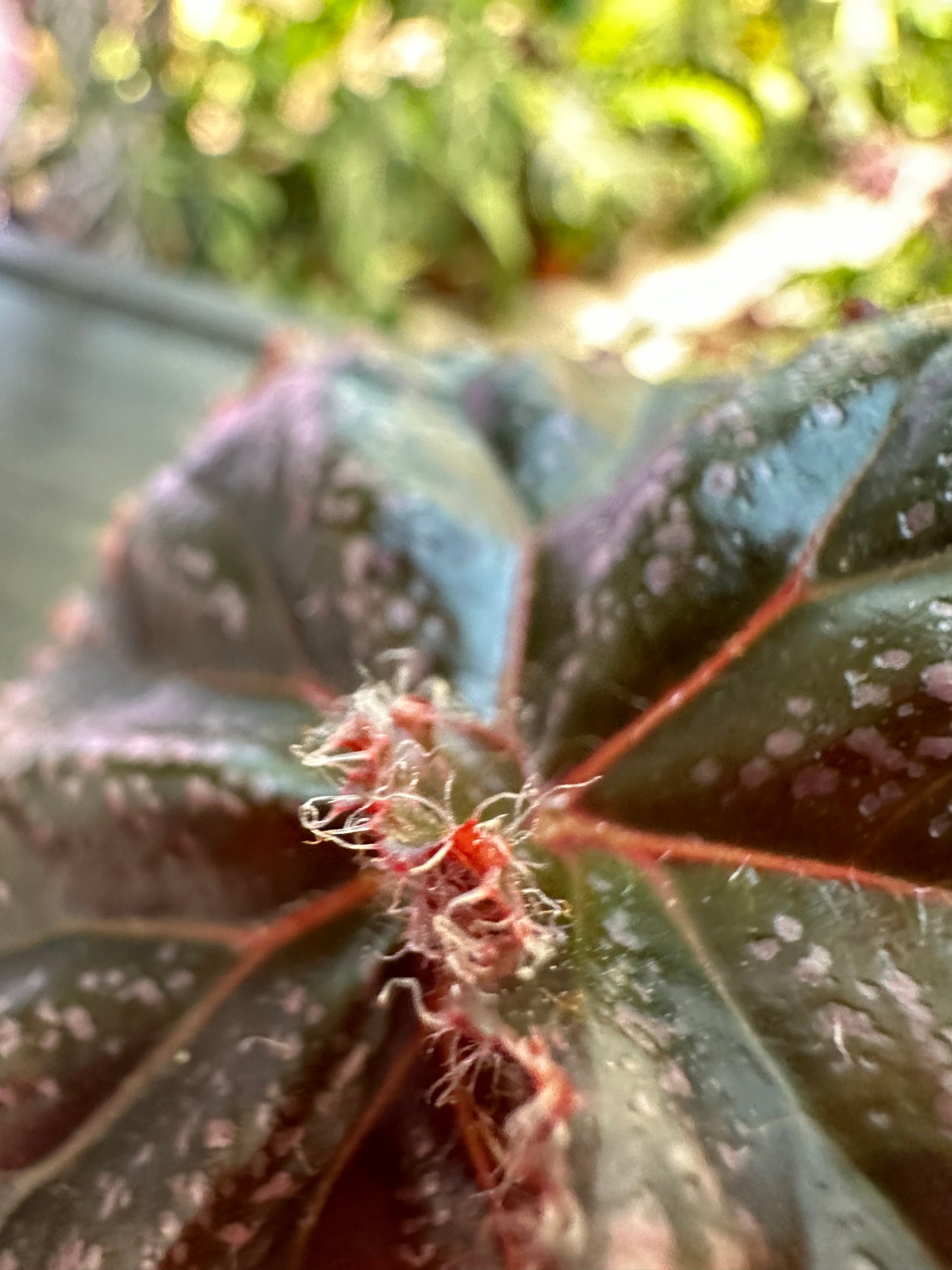 Begonia Jelly Roll Morton