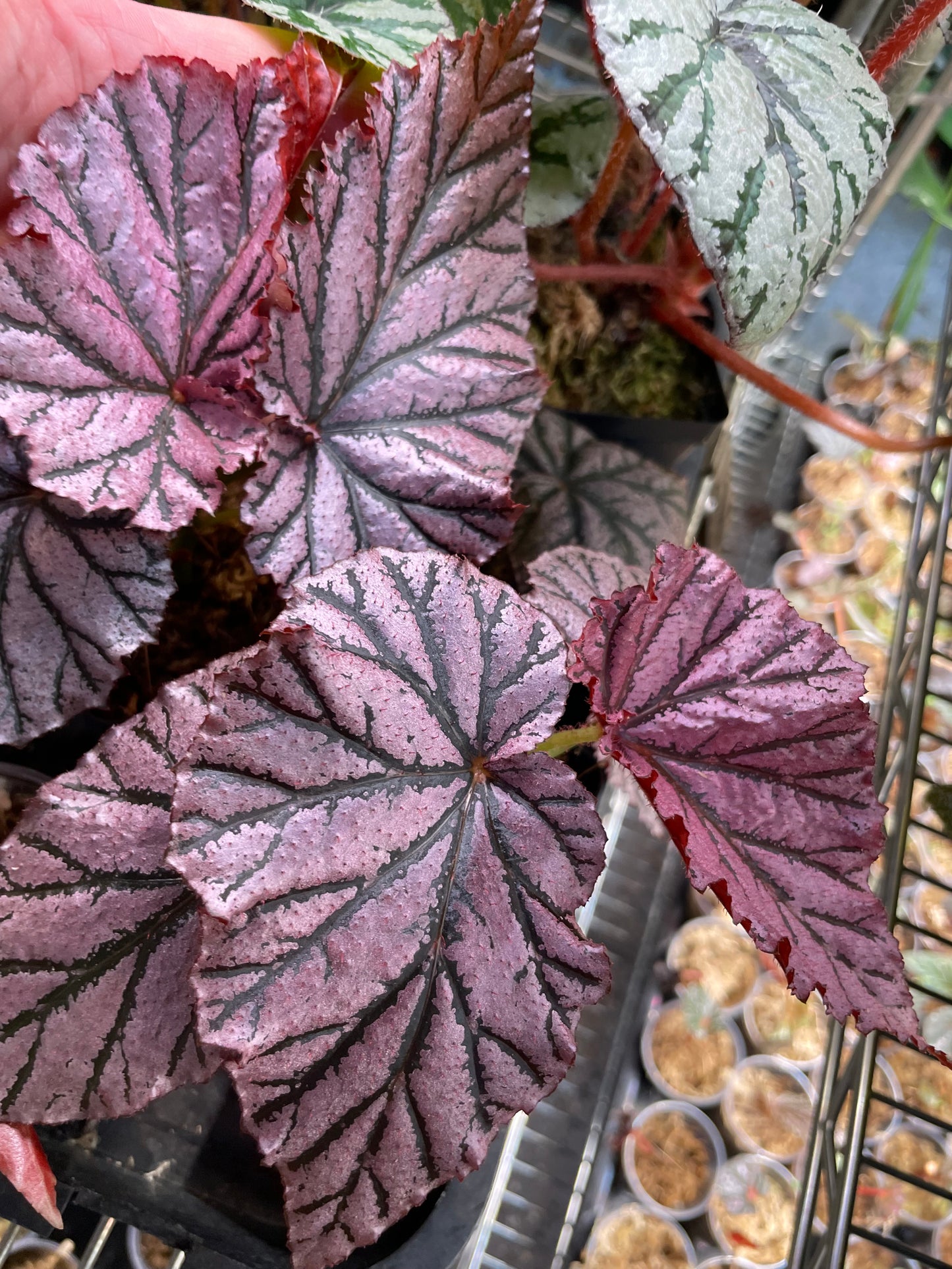 Begonia Gypsy Rose