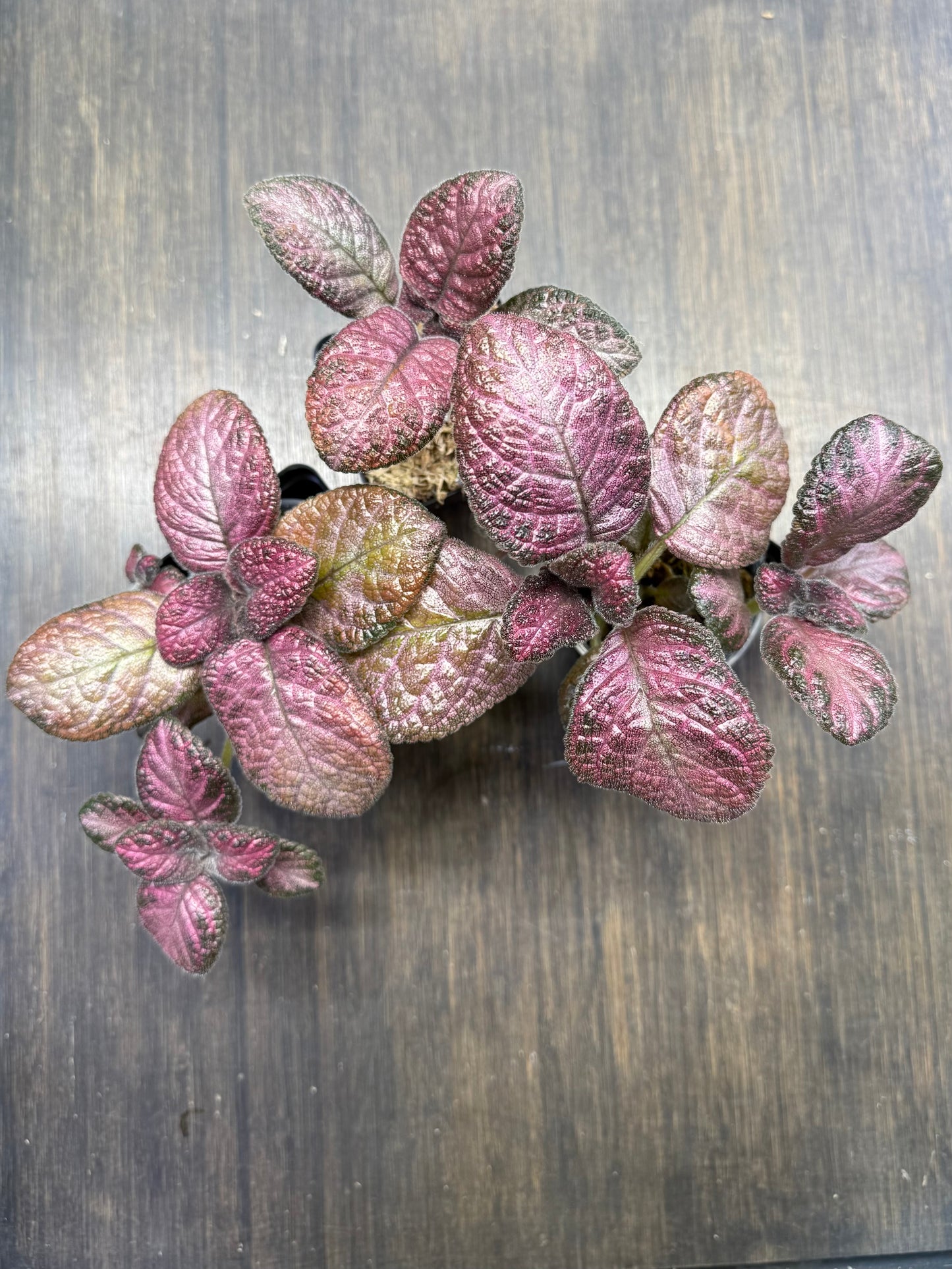 Episcia ‘Pink Acajou’