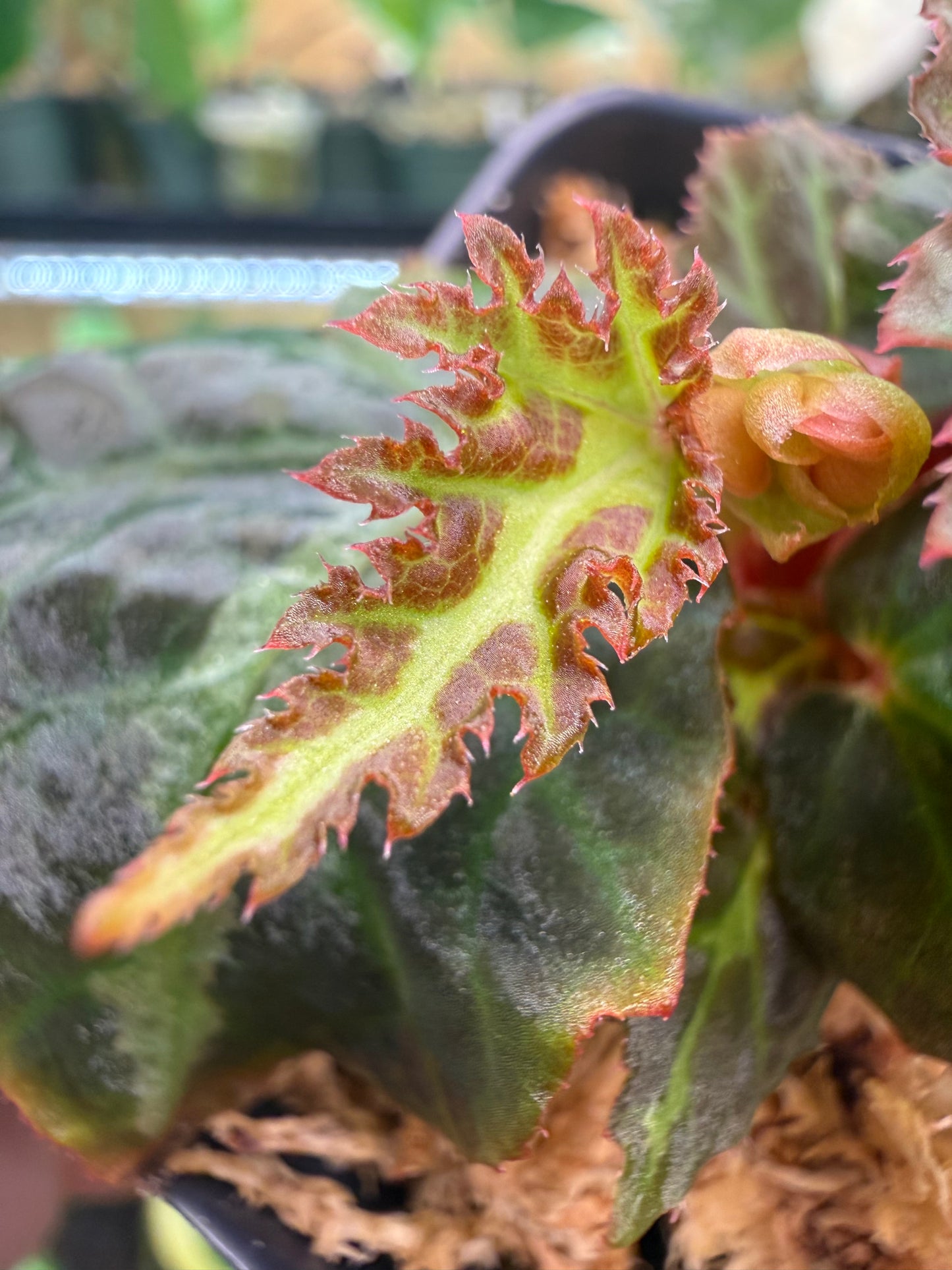 Begonia bolsteri