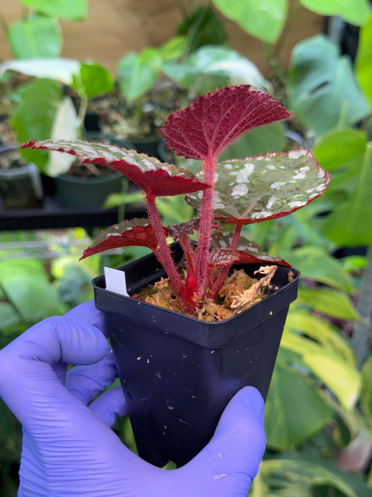 Begonia Betsy