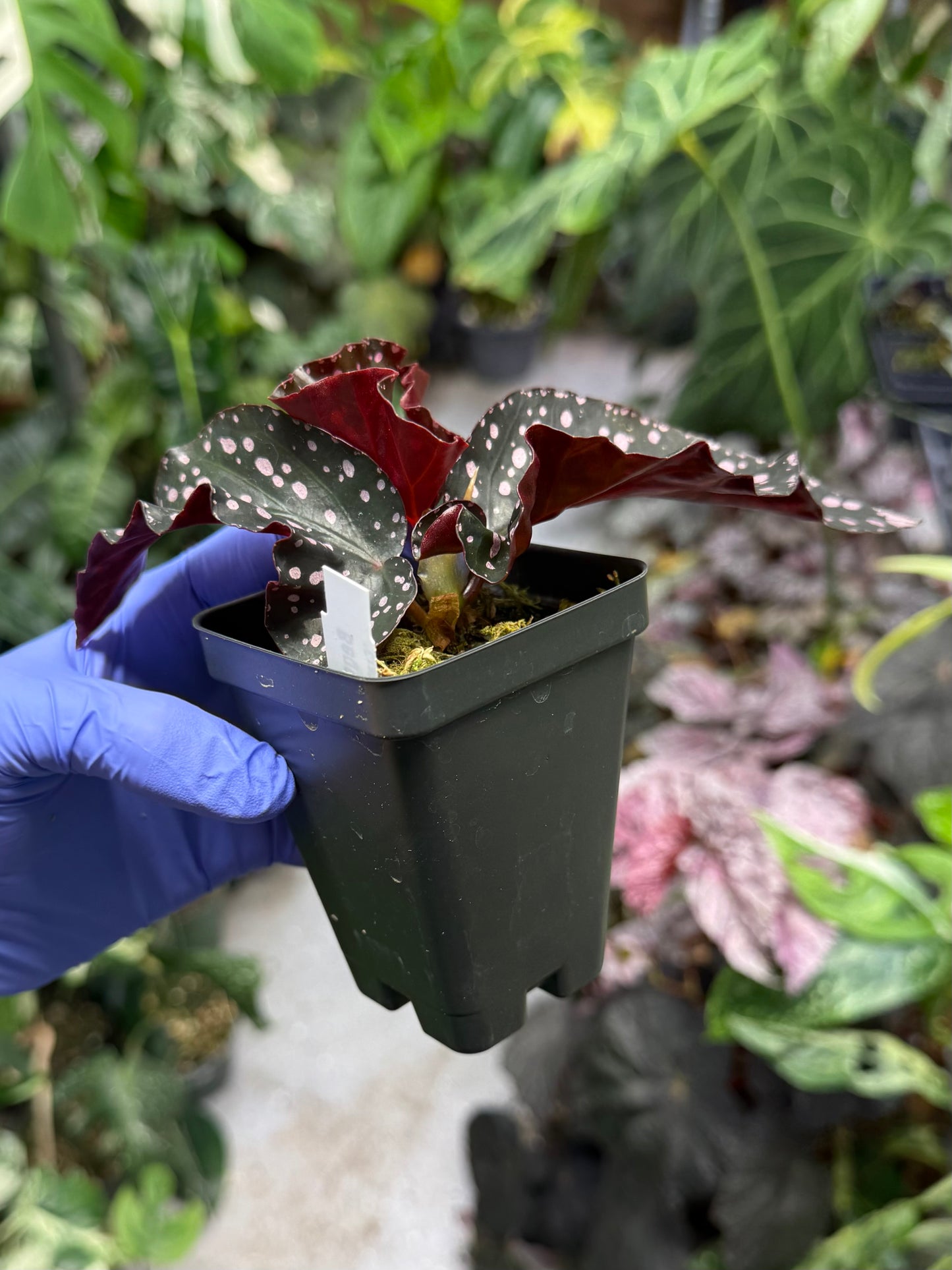 Begonia Cracklin Rosie