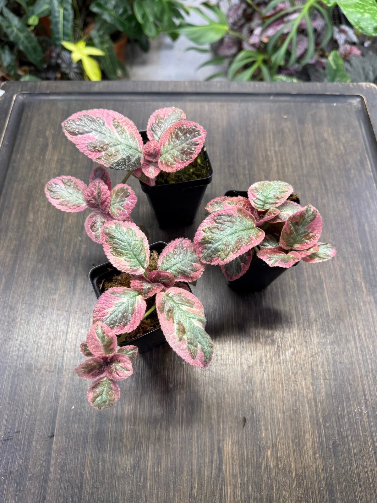 Episcia ‘Cleopatra’