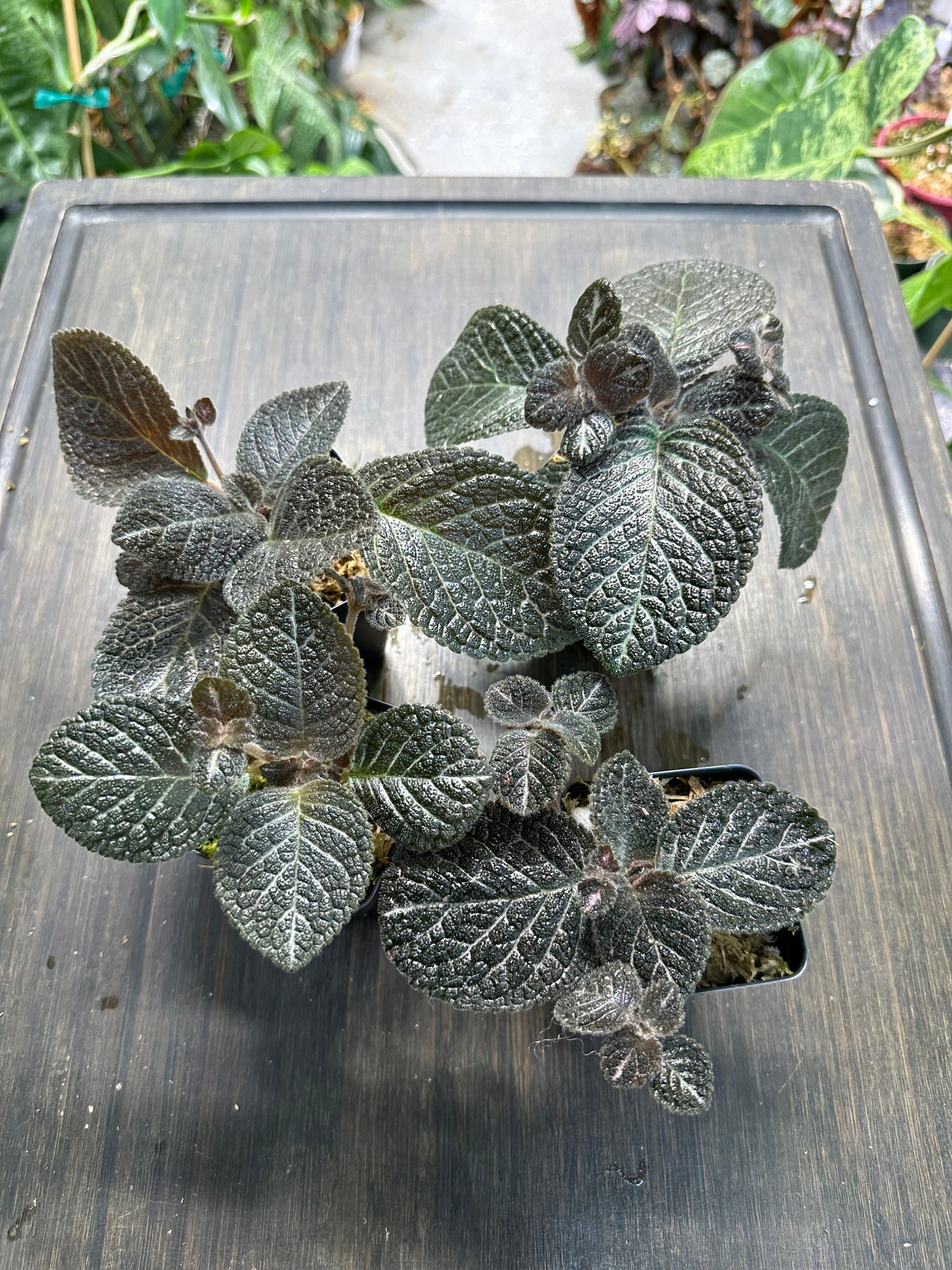 Episcia 'Longwood Gardens'