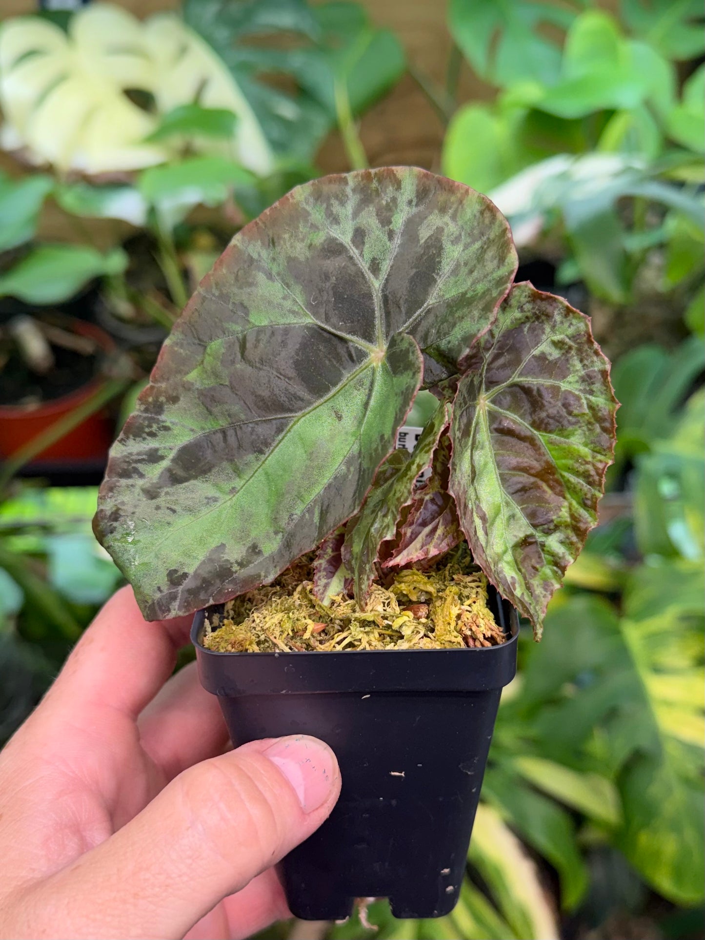 Begonia Burkillii