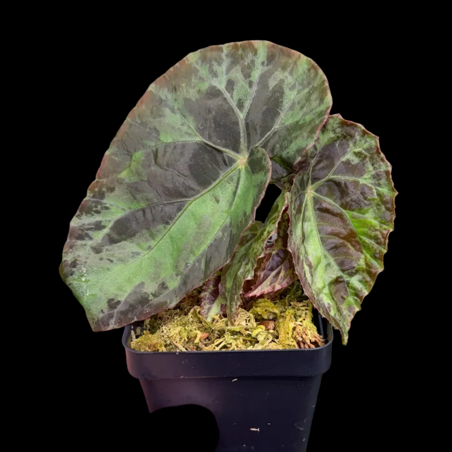 Begonia Burkillii