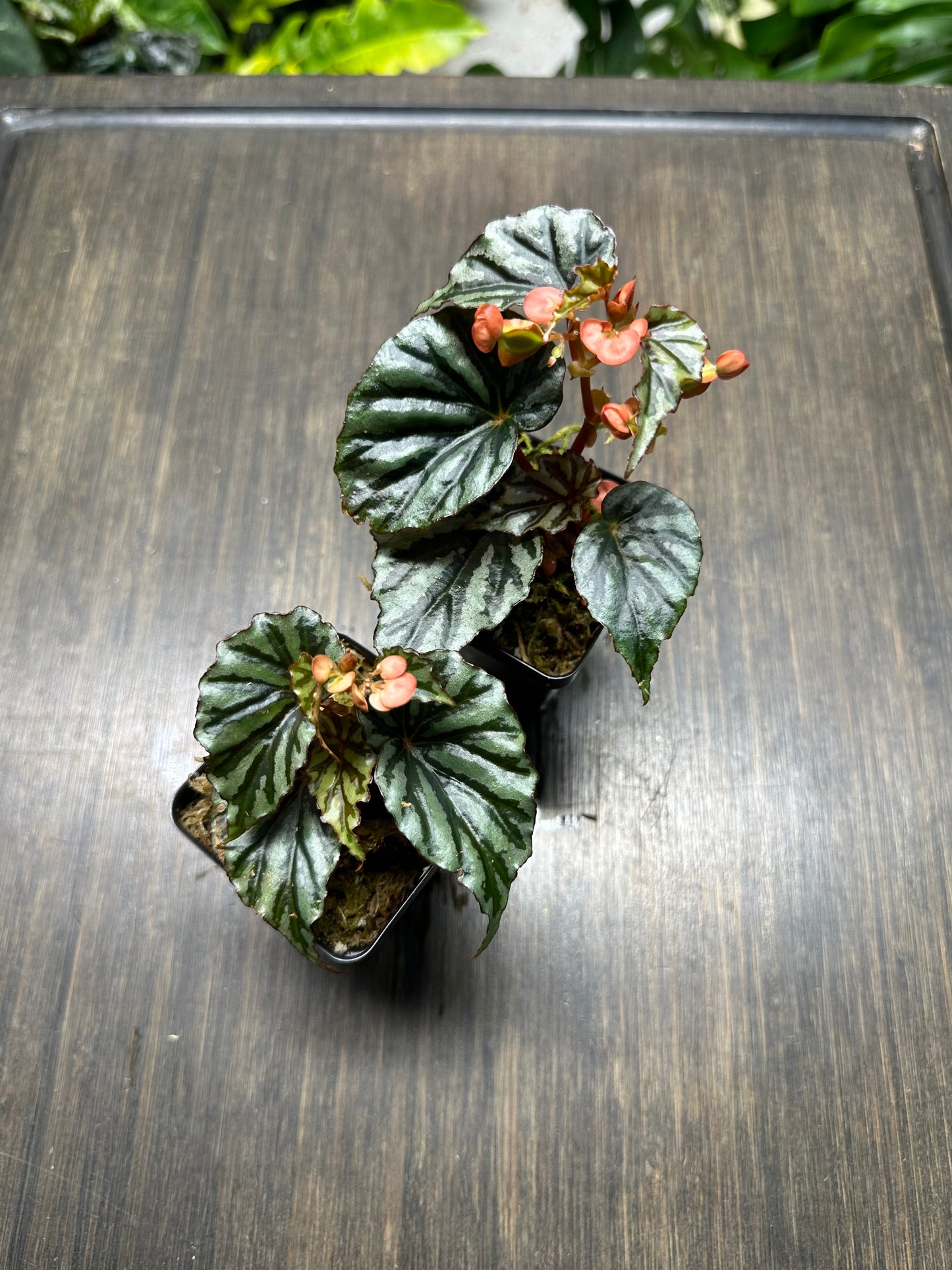 Begonia Irian Jaya