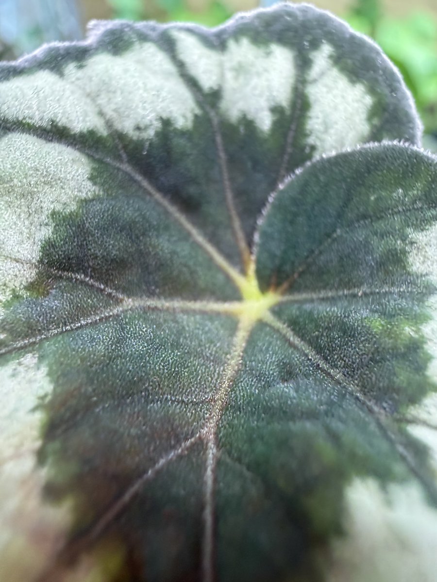 Begonia aff. palmata