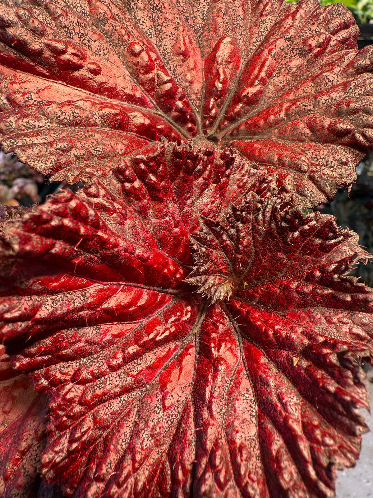 Begonia Harmony's Love Hurts