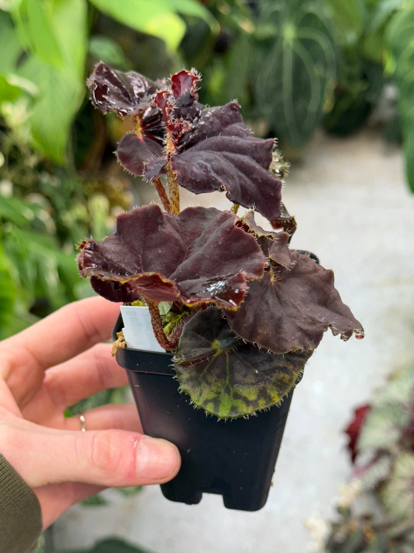 Begonia Angel Glow