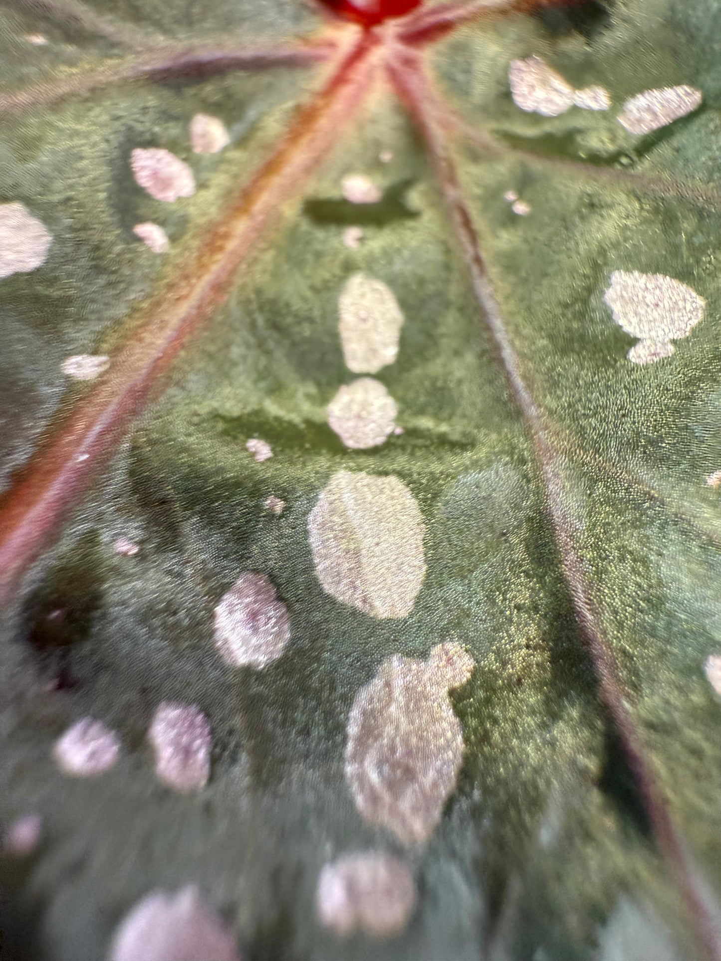 Begonia Bat Wings