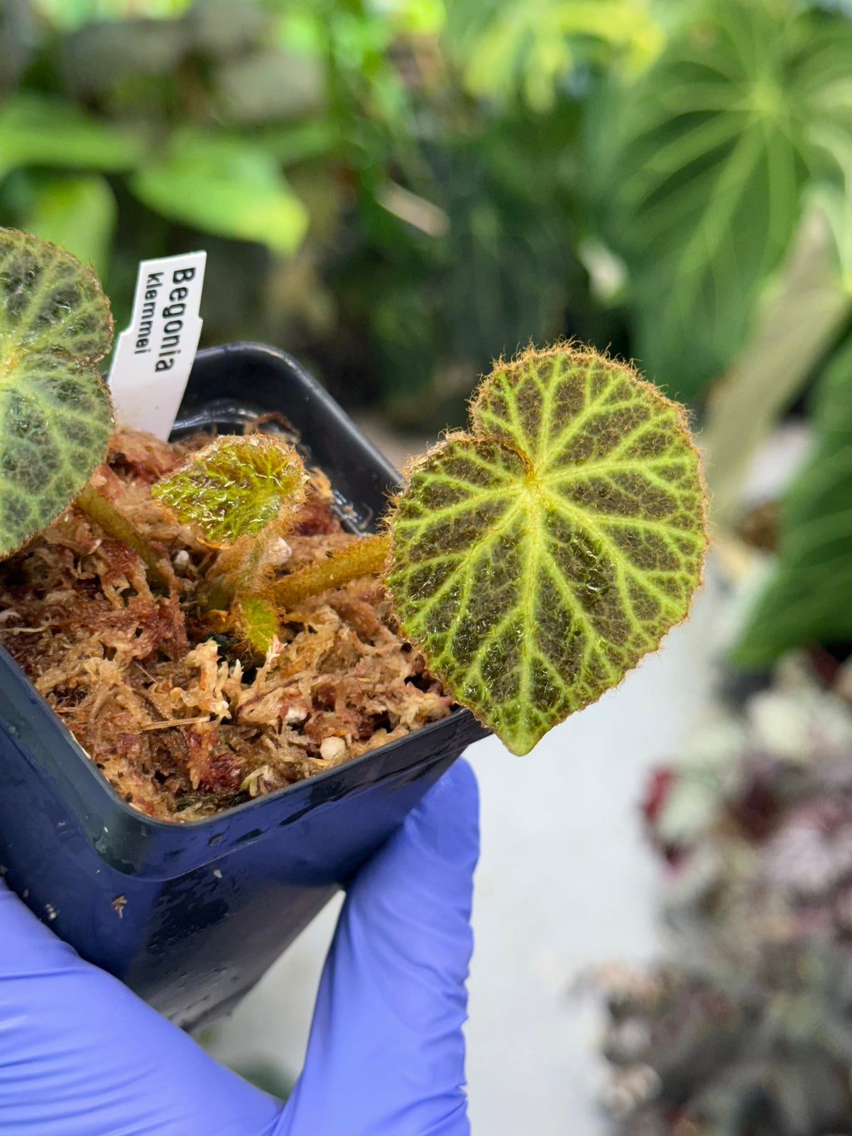 Begonia klemmei