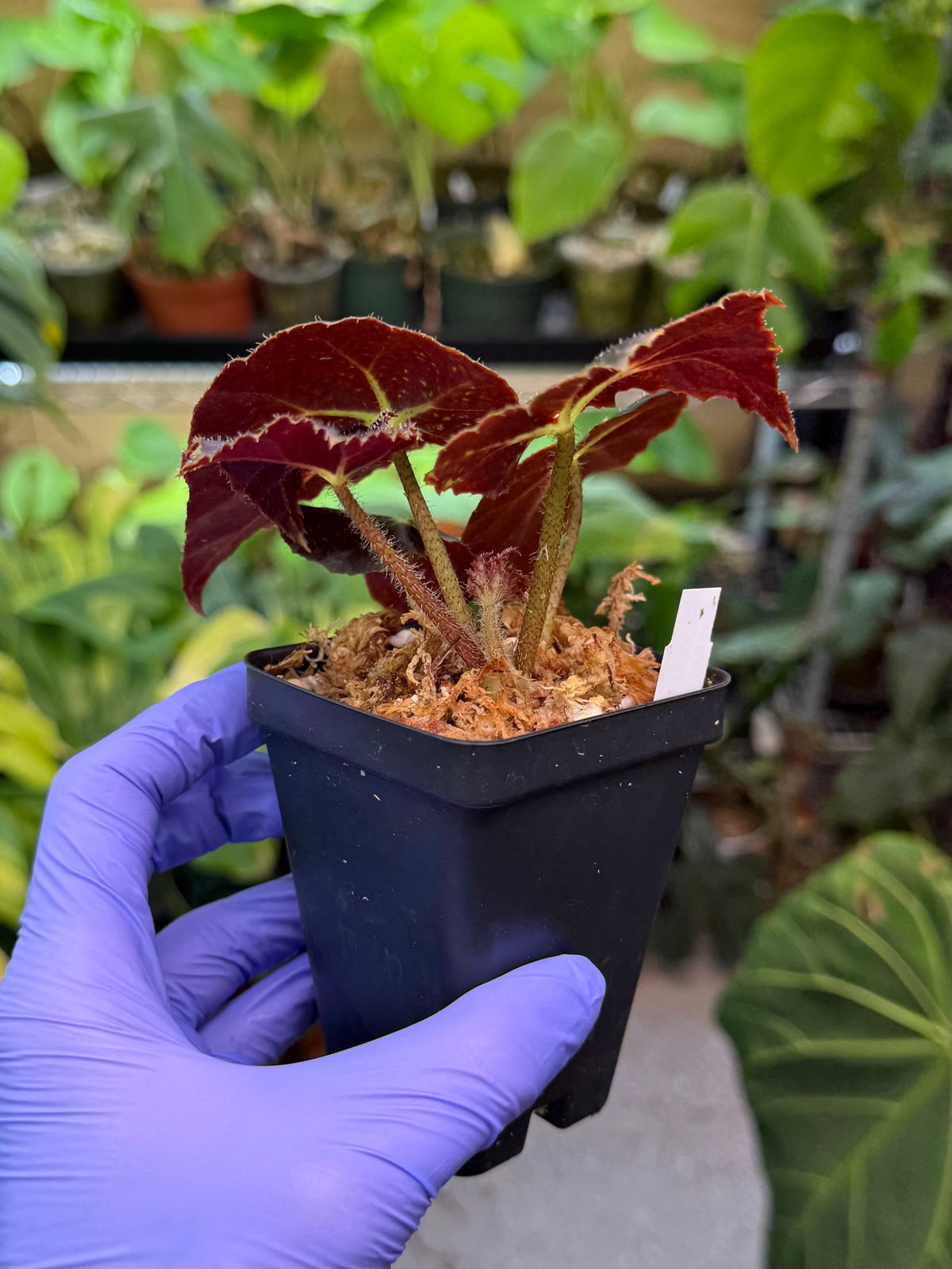 Begonia Aces High