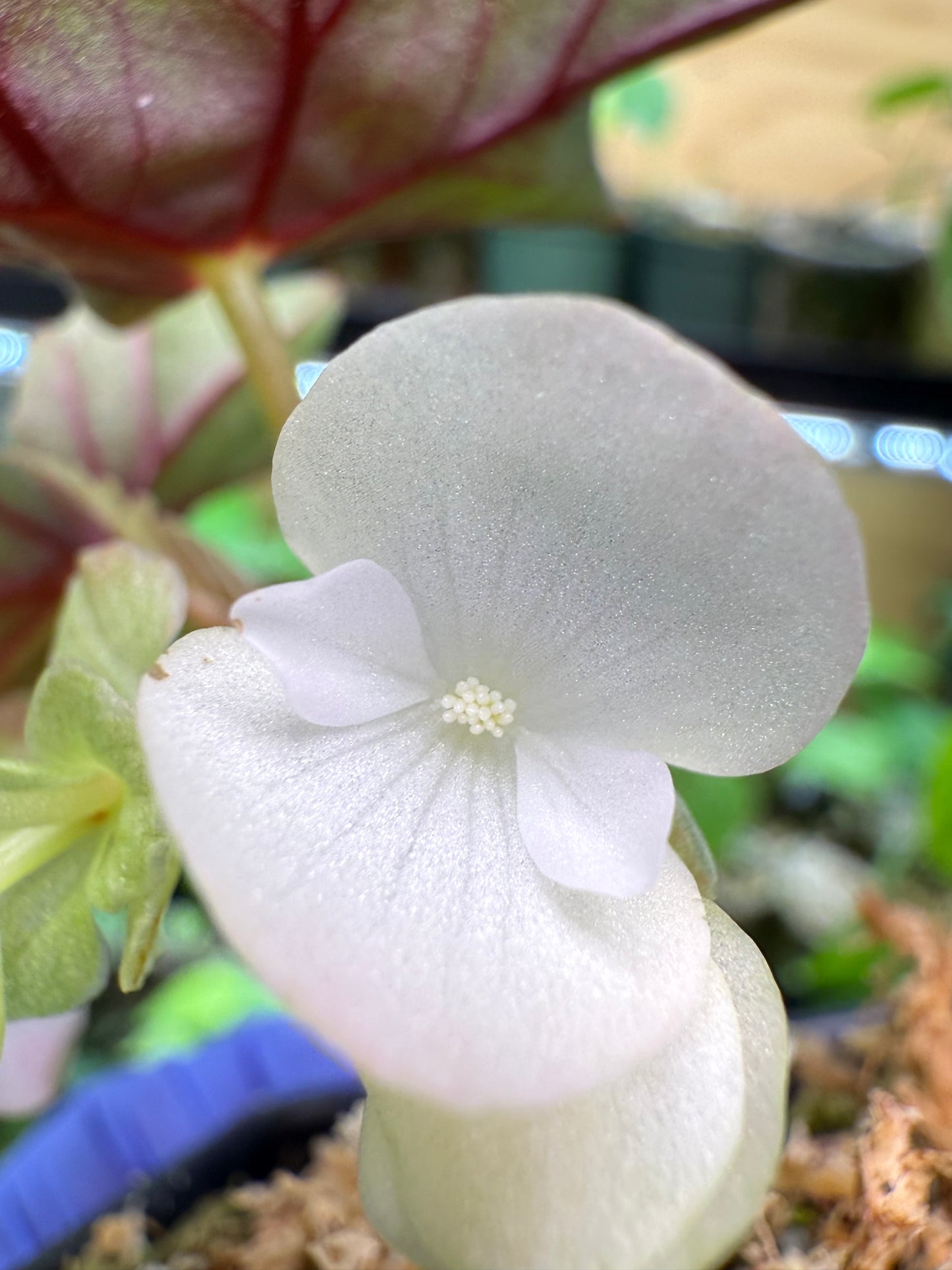Begonia Lubbergei