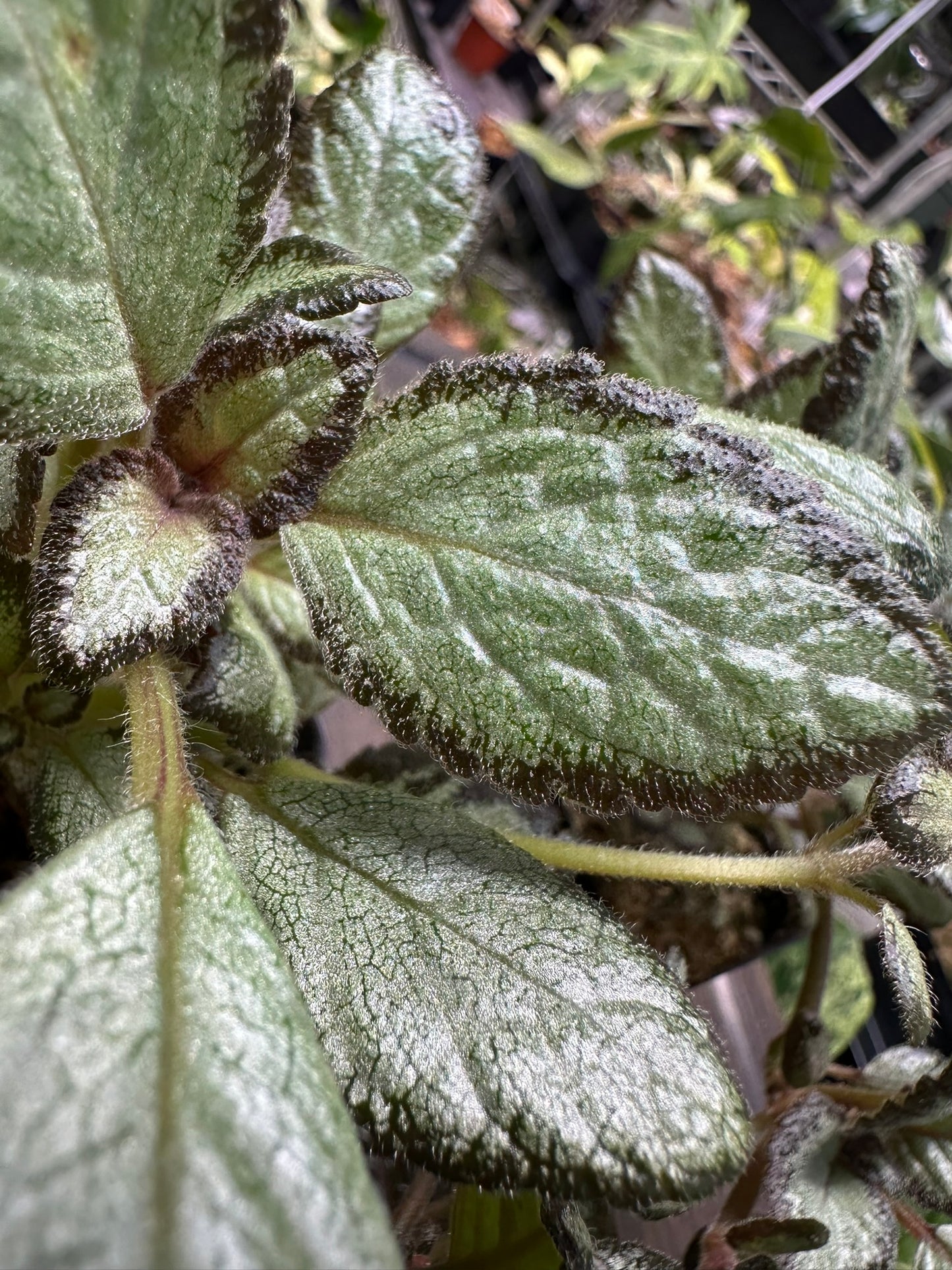 Episcia 'Silver Skies' Houseplant